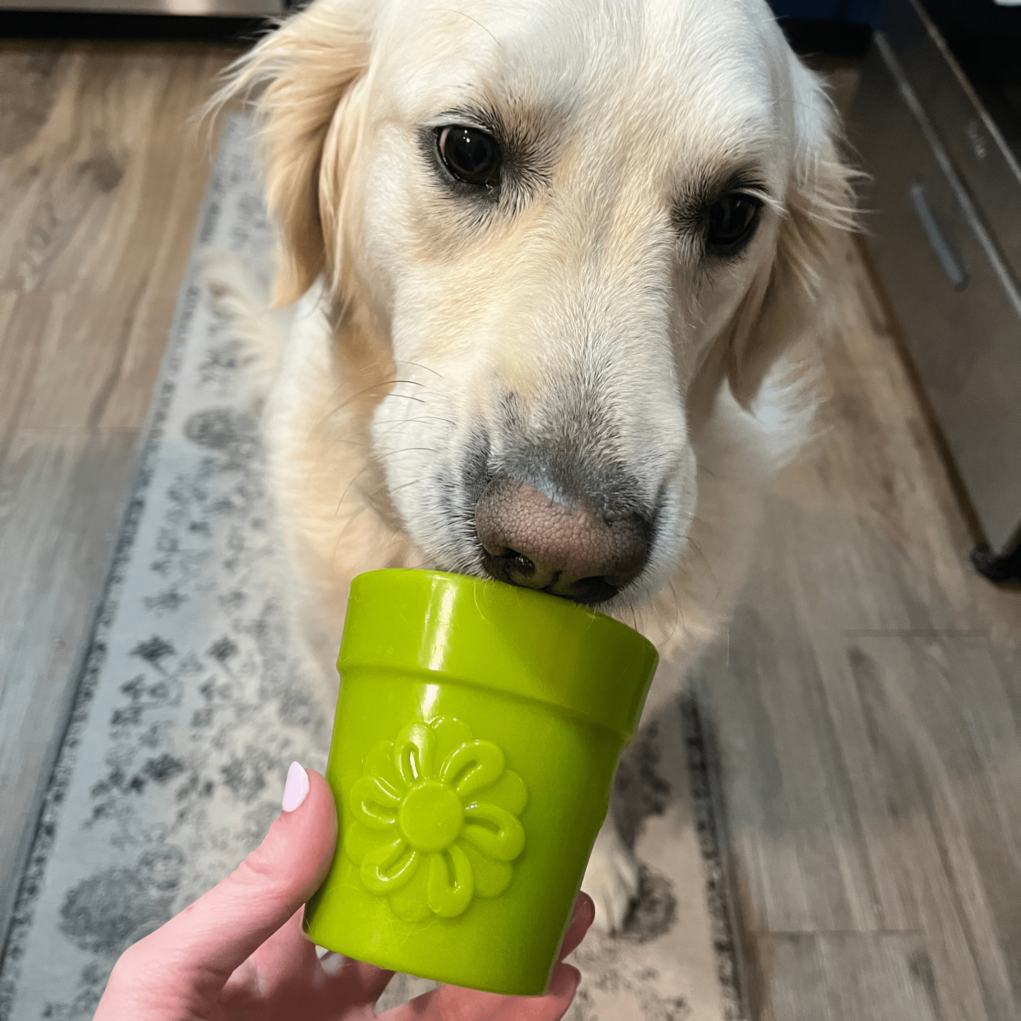 Dog licking a Farm to Pet Dog Treat Dispenser green flower pot held by a person on a wooden floor.
