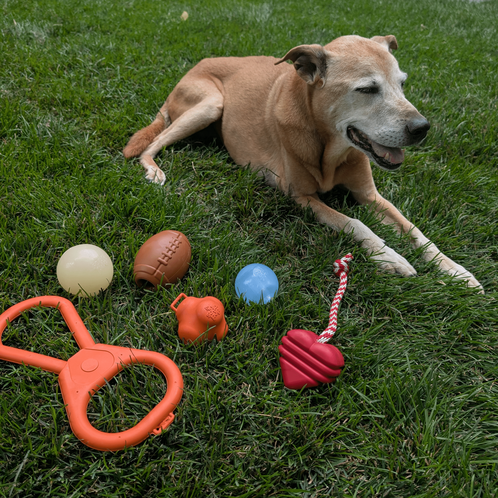 Dog lying on grass with various Farm to Pet Dog Treat Dispensers, Tug Toys and Dog Fetch Balls.
