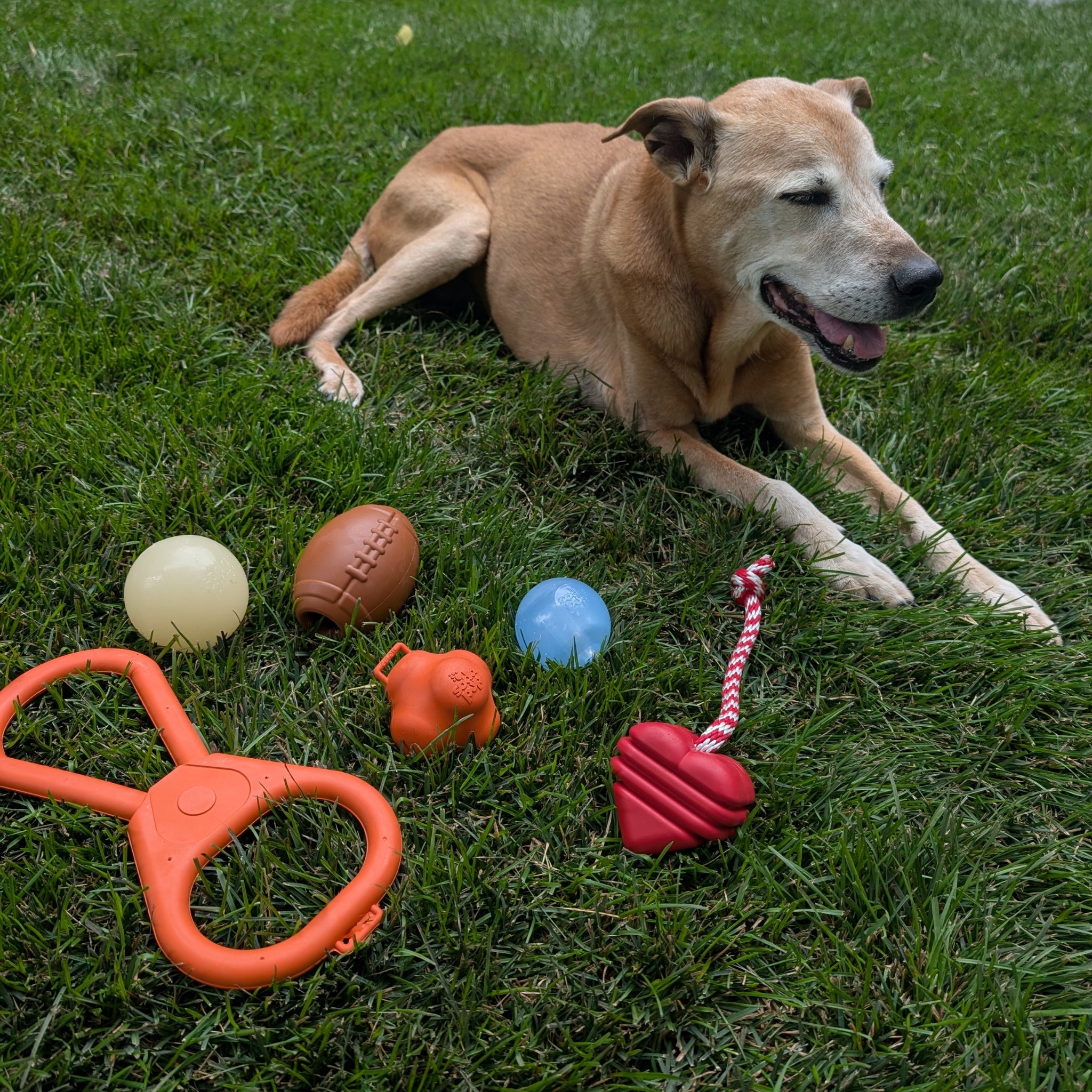 Dog lying on grass with various Farm to Pet Dog Treat Dispensers and Tug Toys .