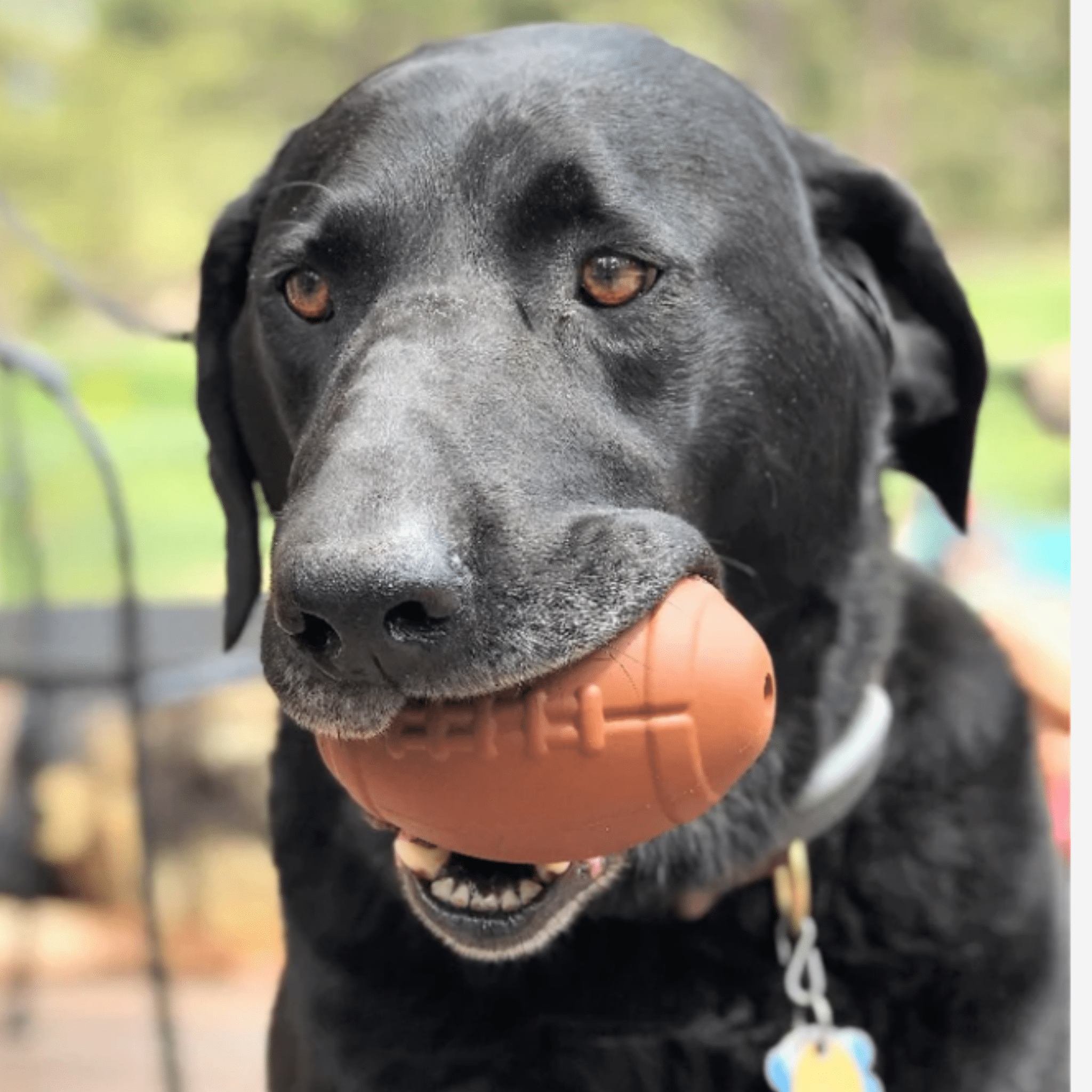 Black dog holding a Farm to Pet Treat dispenser shaped like a football in its mouth with a blurred outdoor background