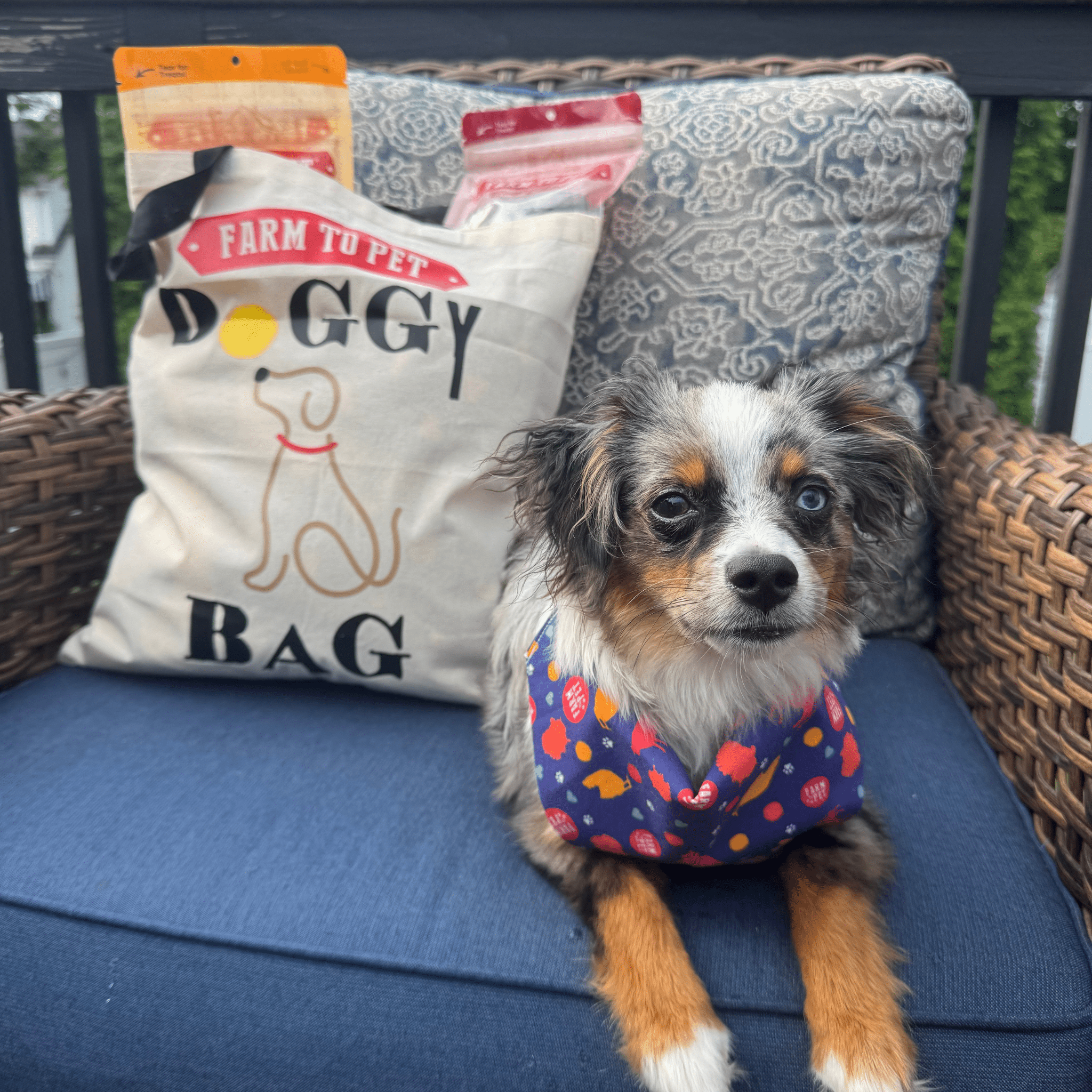 A dog wearing a colorful Farm to Pet bandana laying on a blue cushioned chair with a Farm to Pet tote bag in the background.