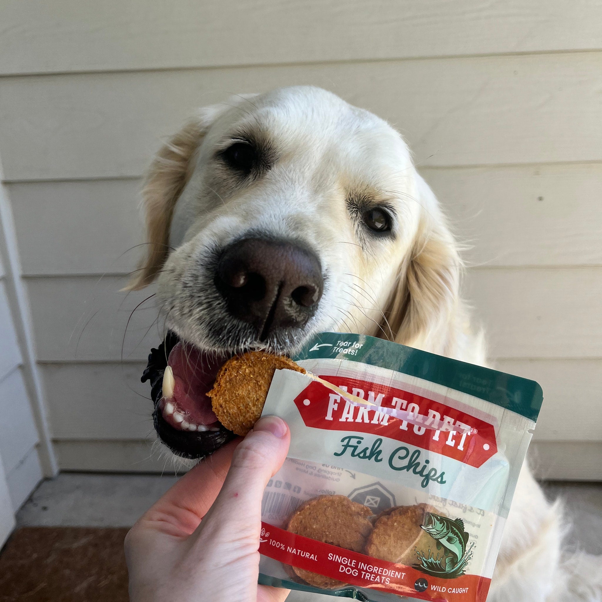 A white dog holding a snack pack of Farm to Pet Fish Chips with a treat in its mouth.