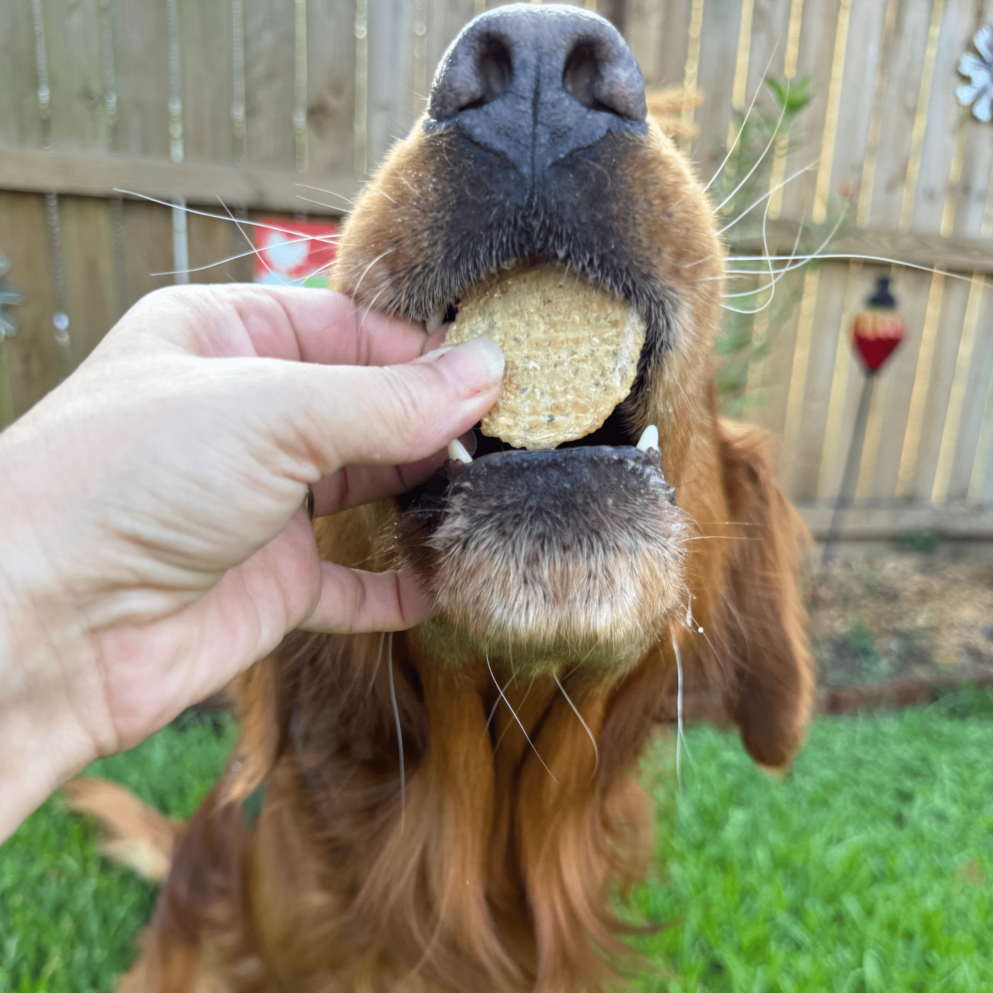 A dog being fed a Farm to Pet Fish Chip treat by a hand outdoors.
