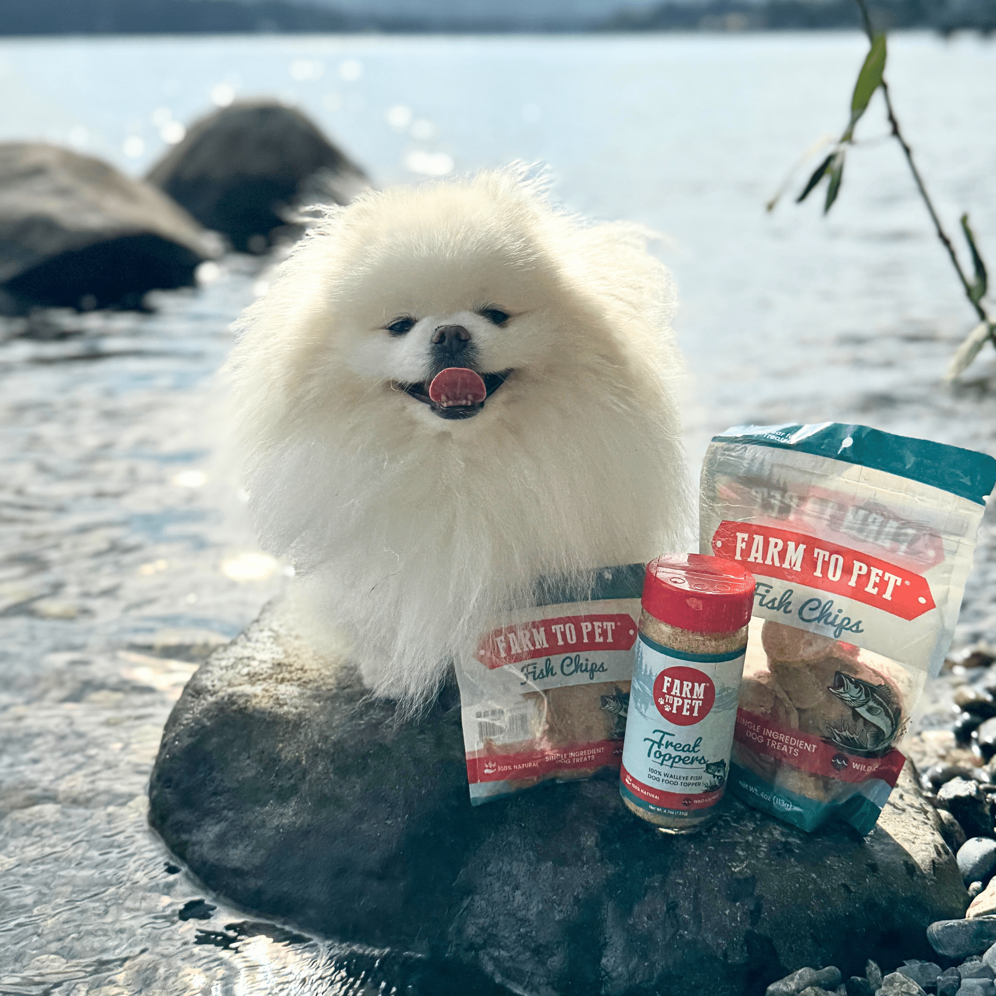A white fluffy dog sitting on a rock by a body of water with Farm to Pet Fish products nearby.
