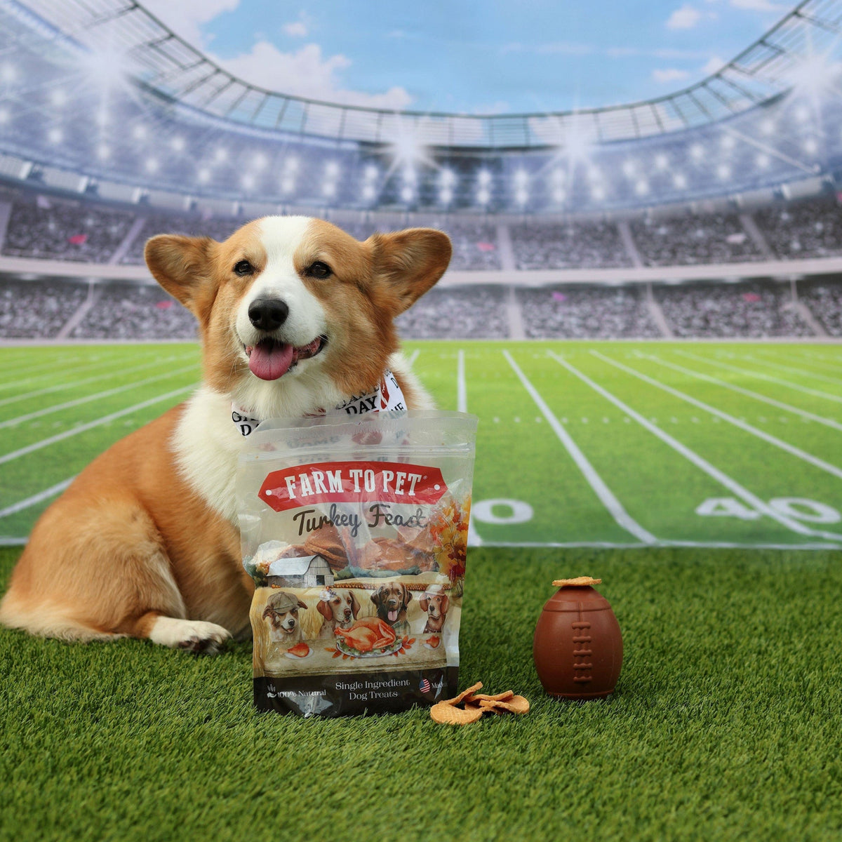 A corgi on a football field backdrop with a bag of Farm to Pet Turkey Feast Chips and a football treat dispenser.