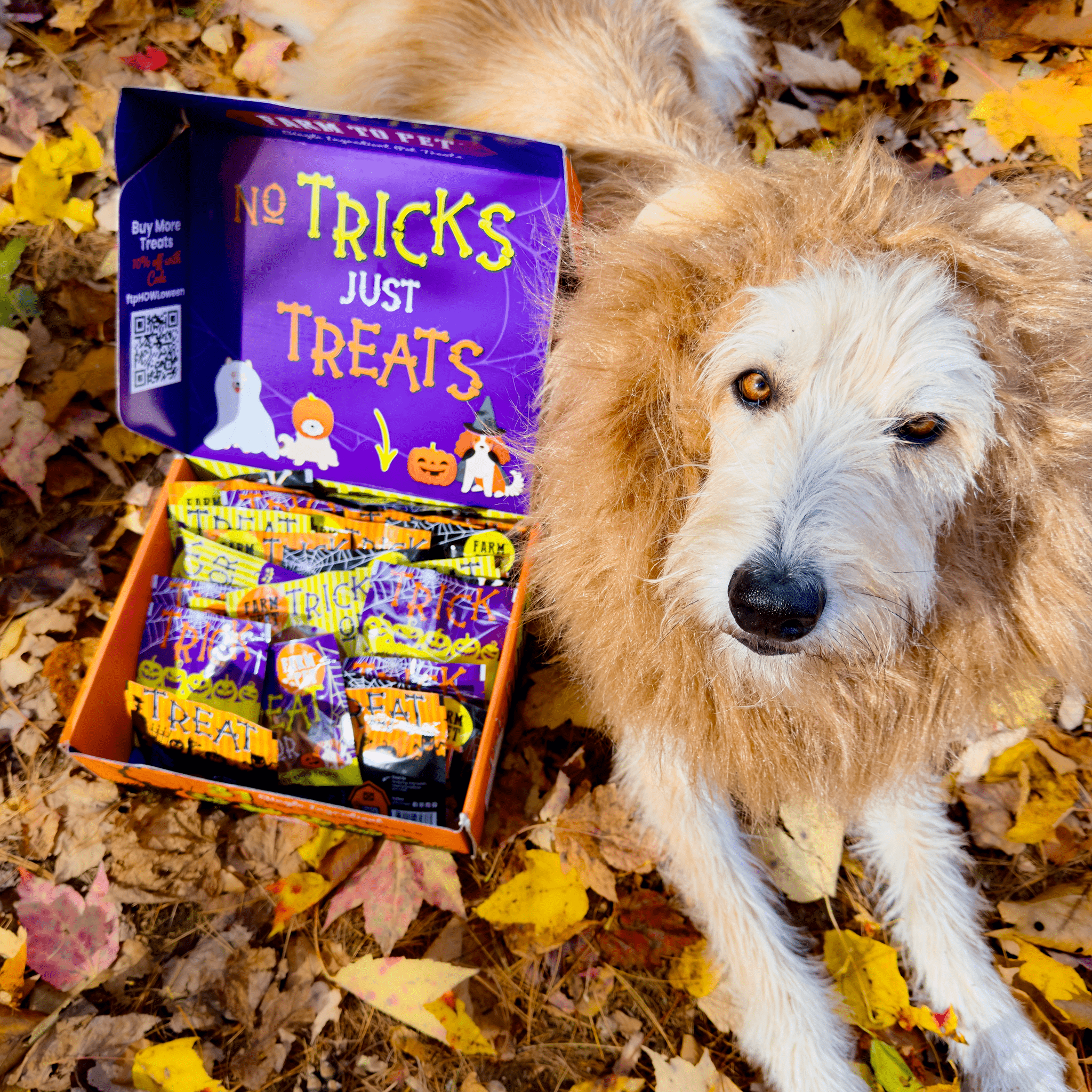 A Dog with a box of Farm to Pet  Halloween treats labeled 'No Tricks Just Treats' on a leaf-covered ground. Open