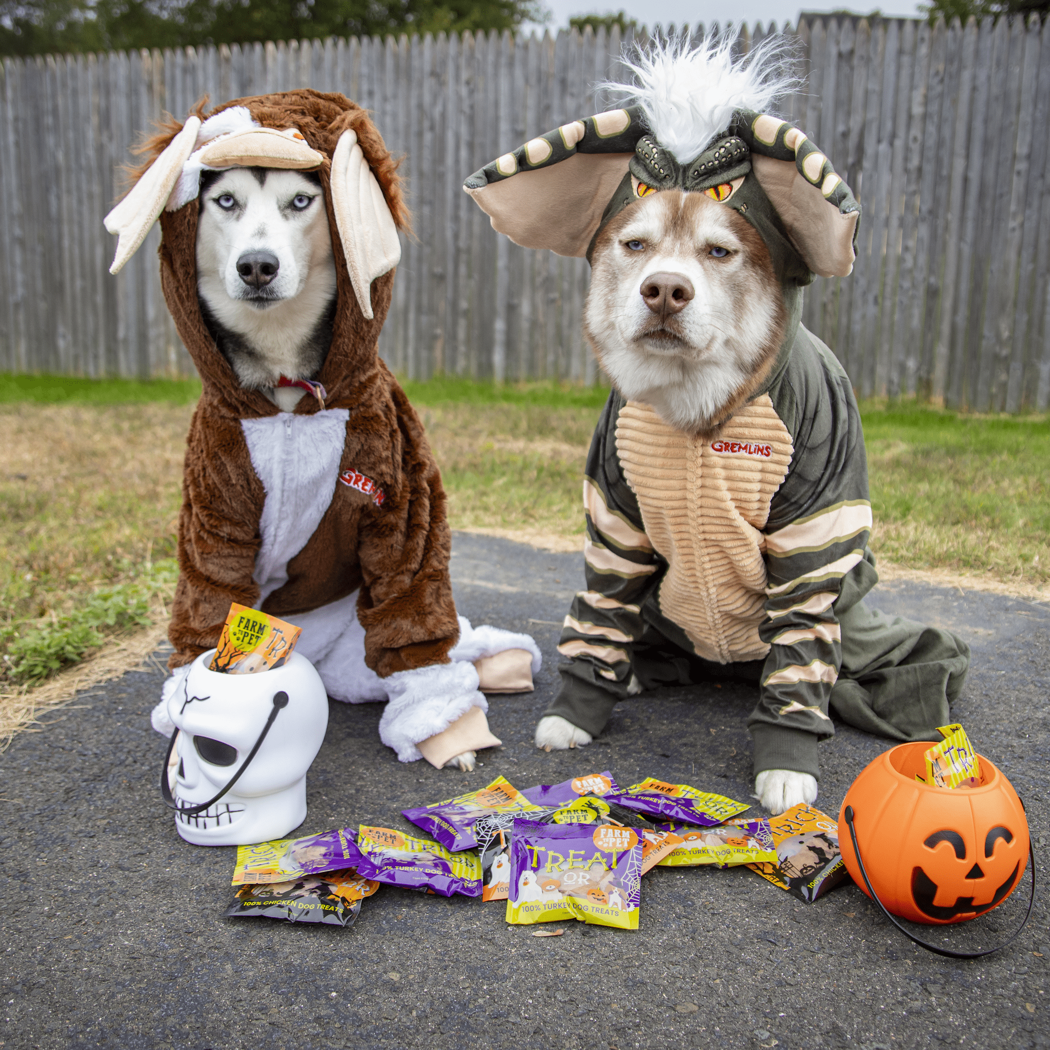Two Husky's dressed in customs for Halloween sitting outdoors with Farm to Pet Halloween Snack Packs with their treat buckets.