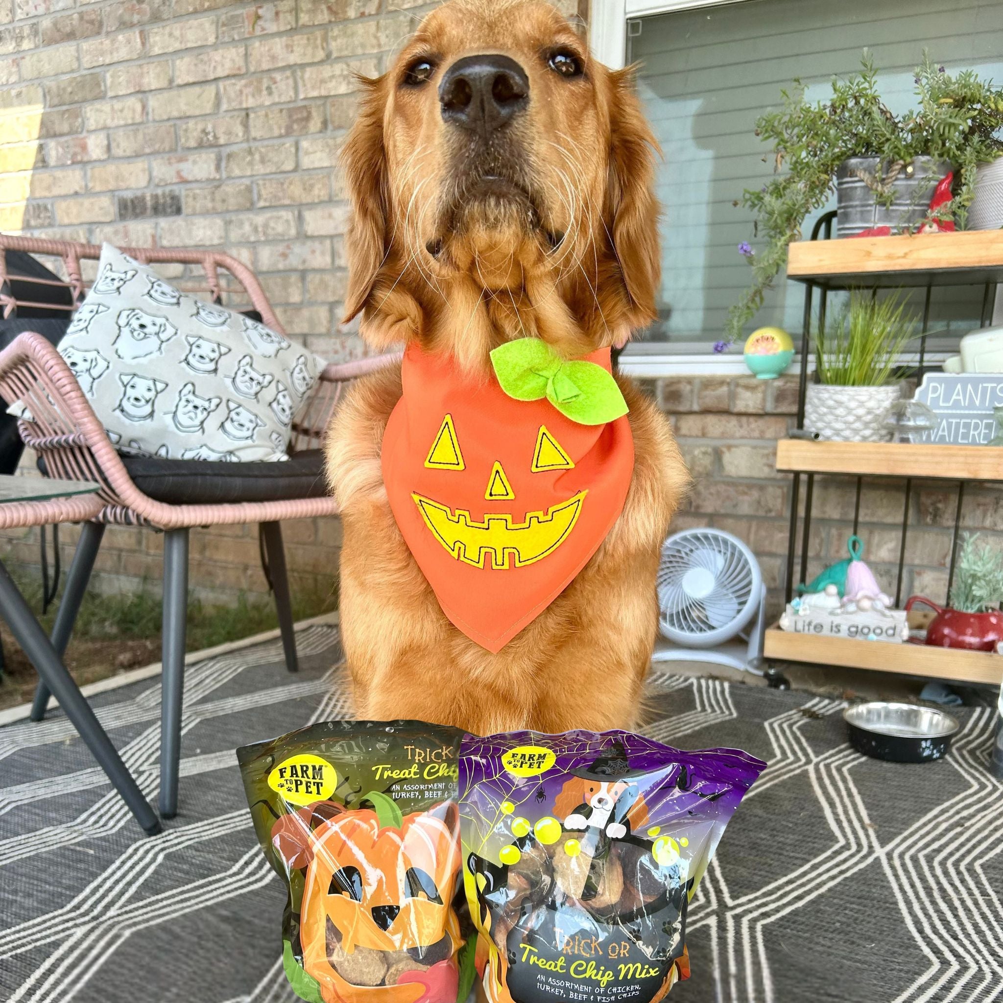 Dog wearing a Halloween-themed pumpkin bandana with two packages of Farm to Pet Halloween dog treats in front on a patio.