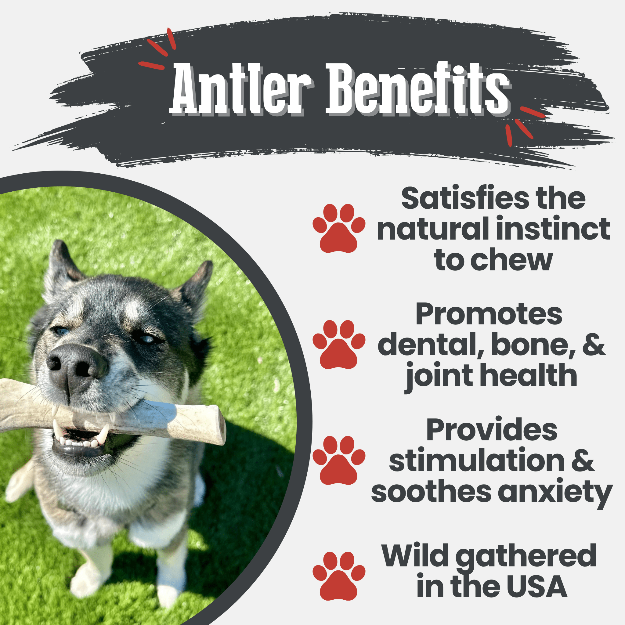 A dog chewing on a Farm to Pet reindeer antler with text about antler benefits on a white background.