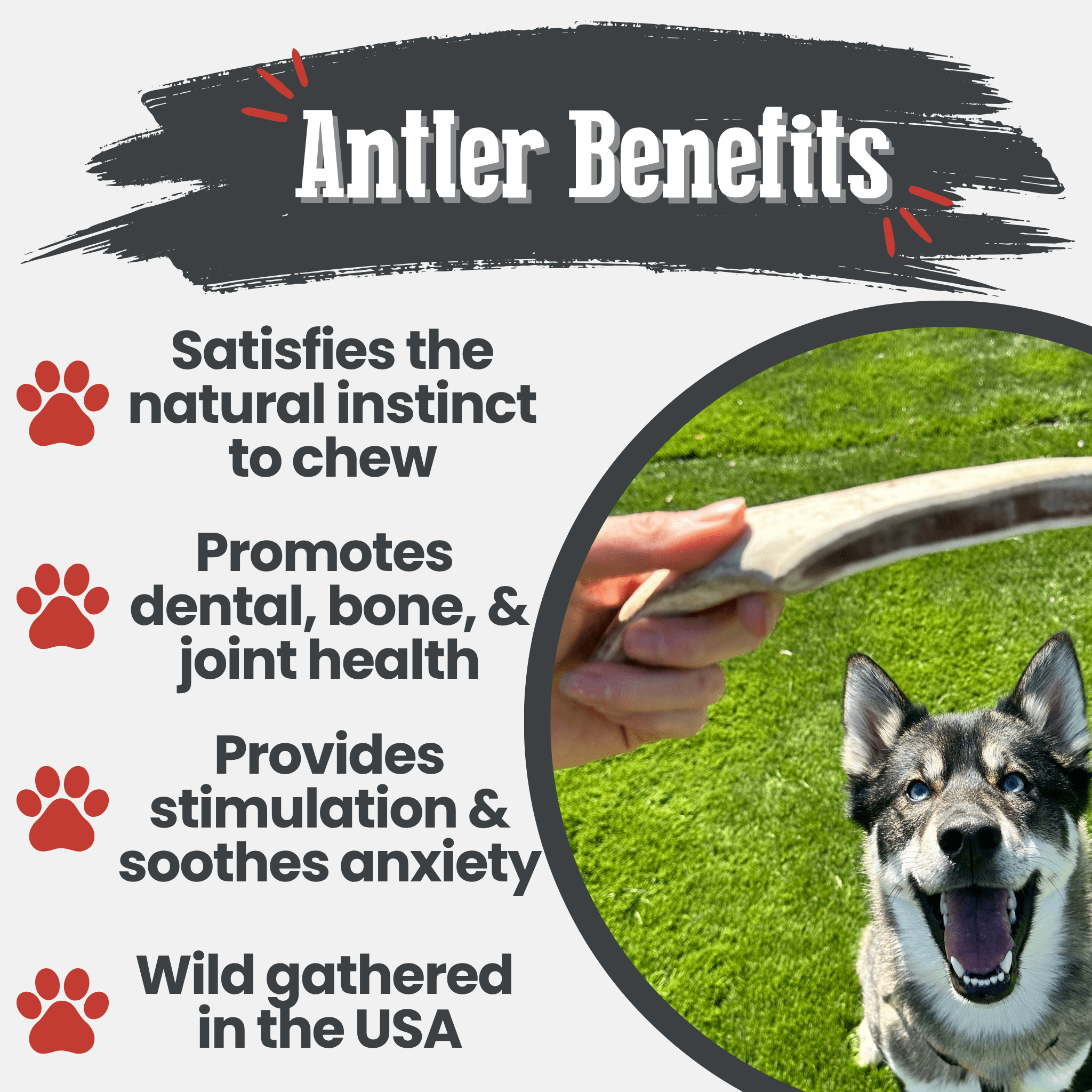 Antler benefits for dogs with text and a dog on grass with a Farm to Pet reindeer antler.