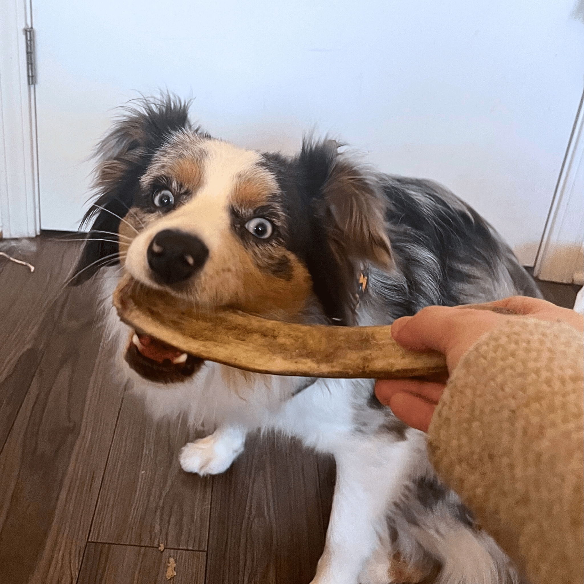 Dog chewing a Farm to Pet reindeer antler with a person's hand holding it.