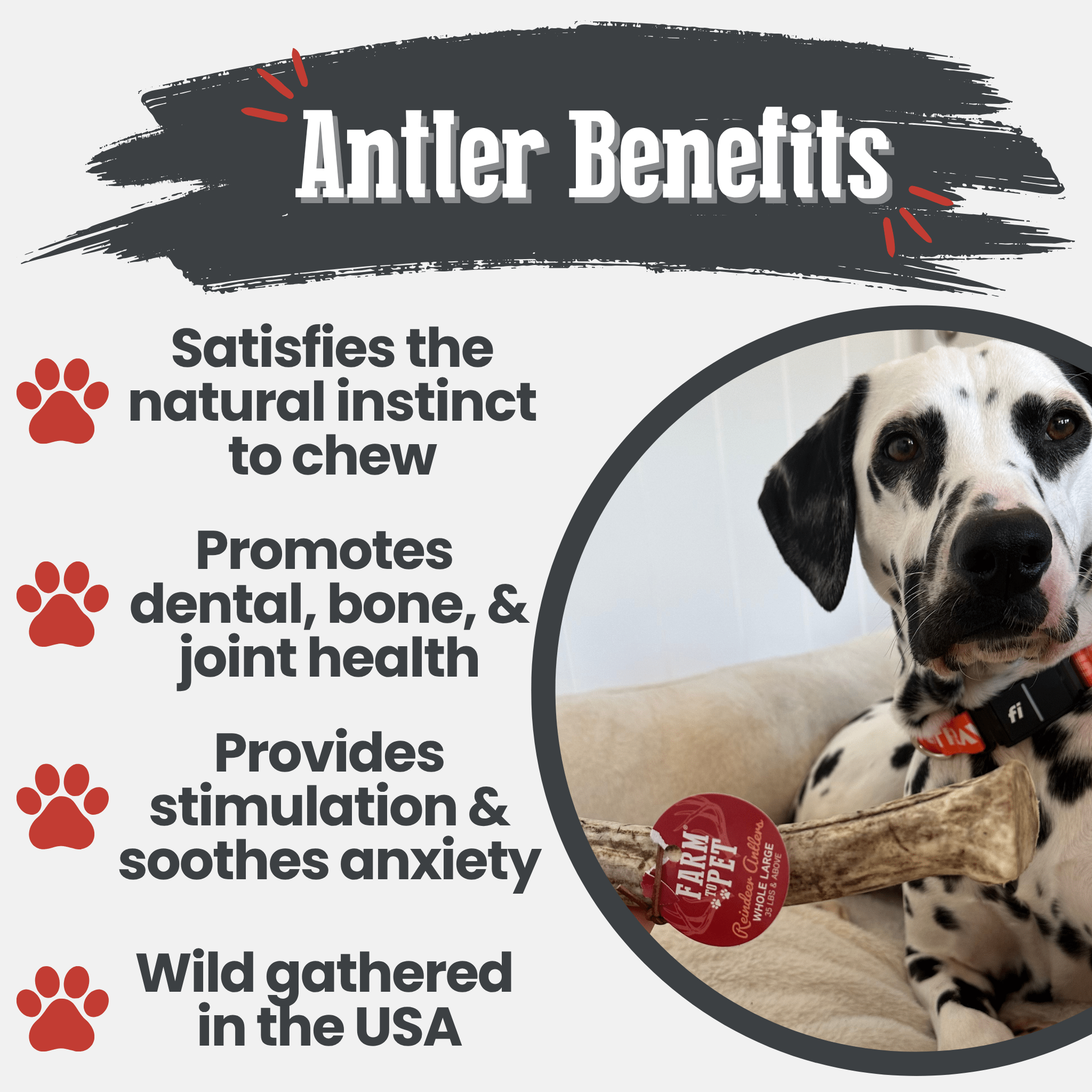 A Farm to Pet reindeer antler dog chew product with benefits listed and a Dalmatian wearing a collar with a brand tag.