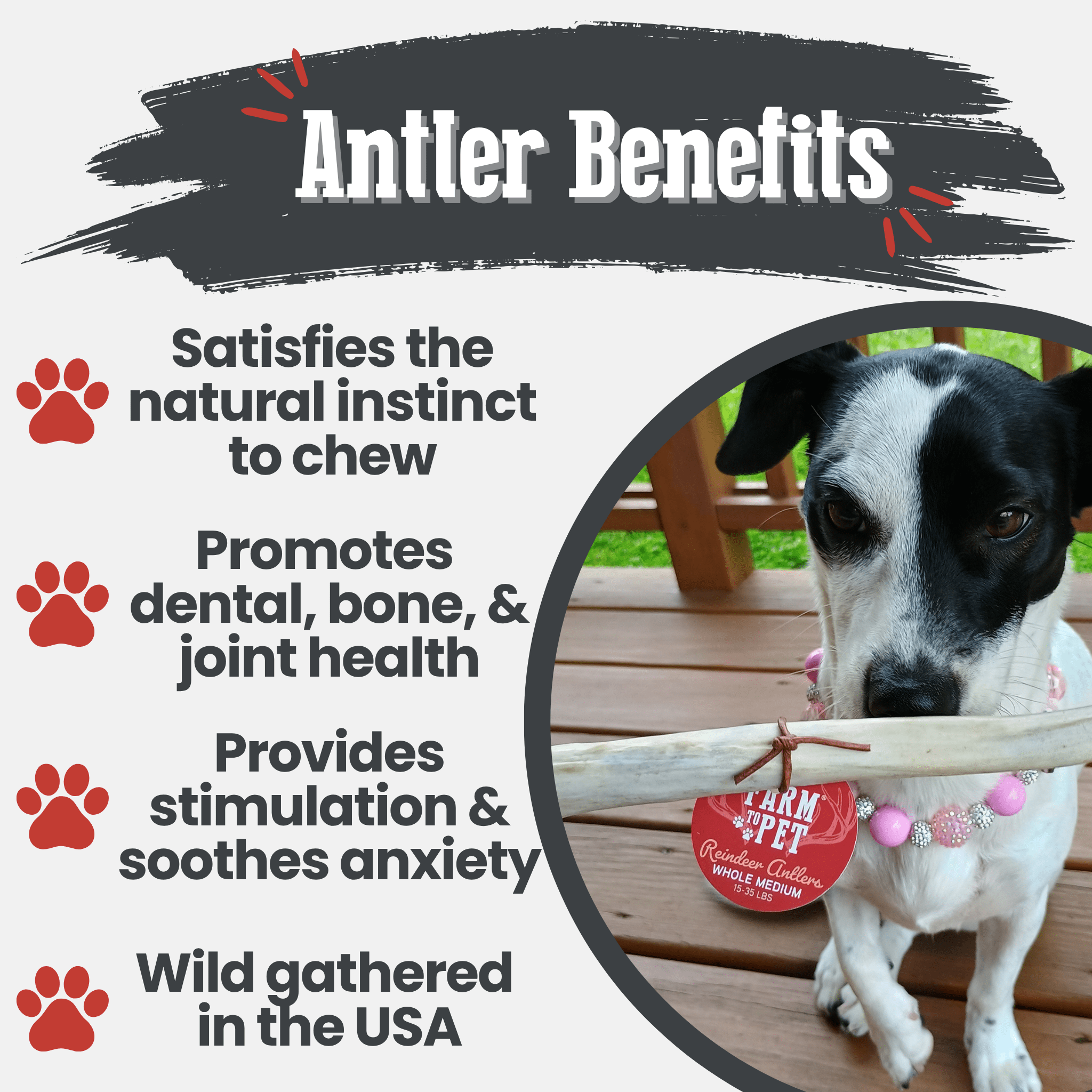 A black and white dog chewing on a Farm to Pet reindeer antler with text about antler benefits on a white background.