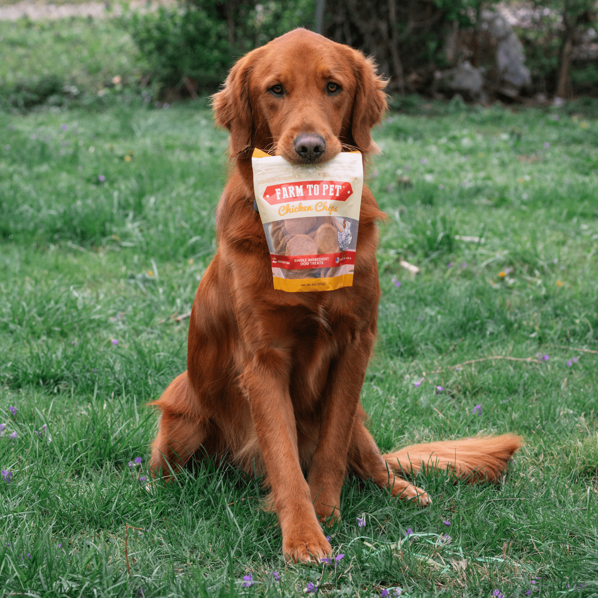 A Golden Retriever Dog holding a bag of Farm to Pet Chicken Chips in the grass.