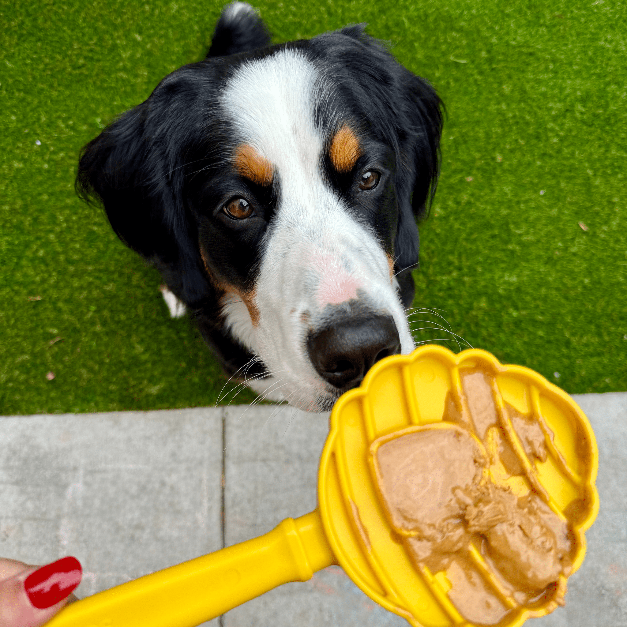 A Dog looking at a Farm to Pet Lick Stick yellow beehive with a scoop of peanut butter on a green grass background.