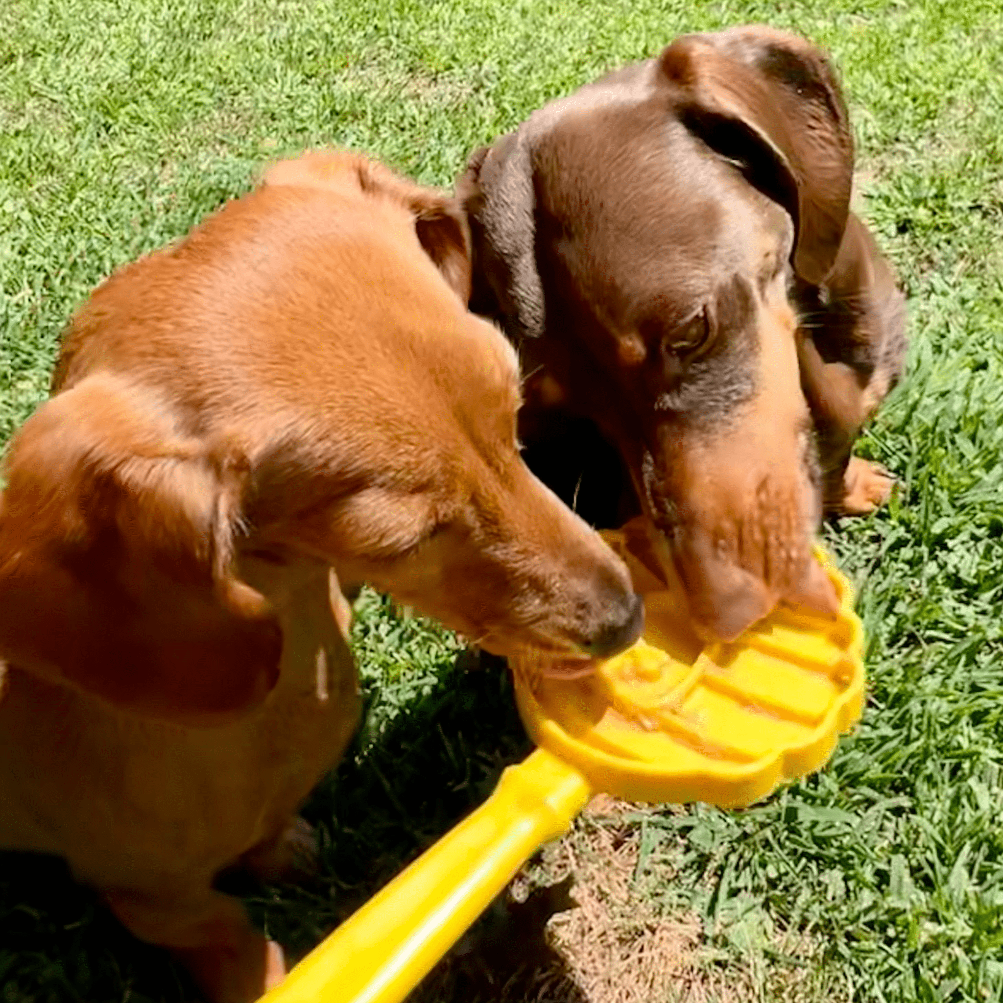 Two brown dogs licking a Farm to Pet Lick Stick a yellow beehive in the grass.