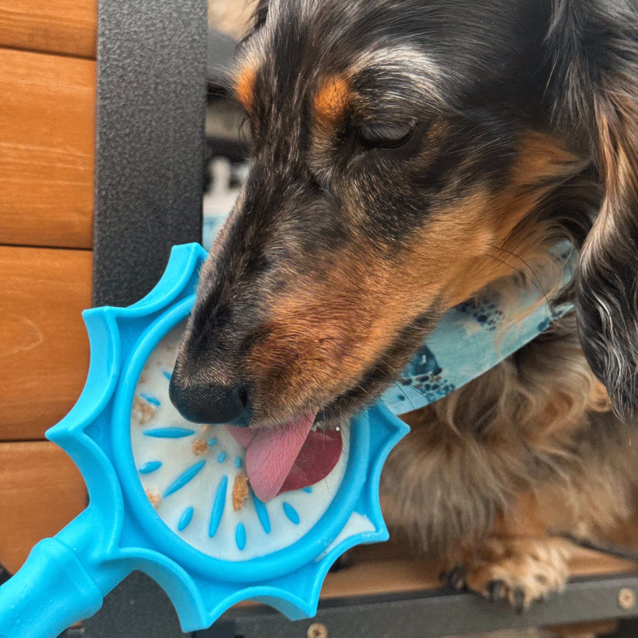 A Dog licking a Farm to Pet Lick Stick blue flower on a wooden floor.