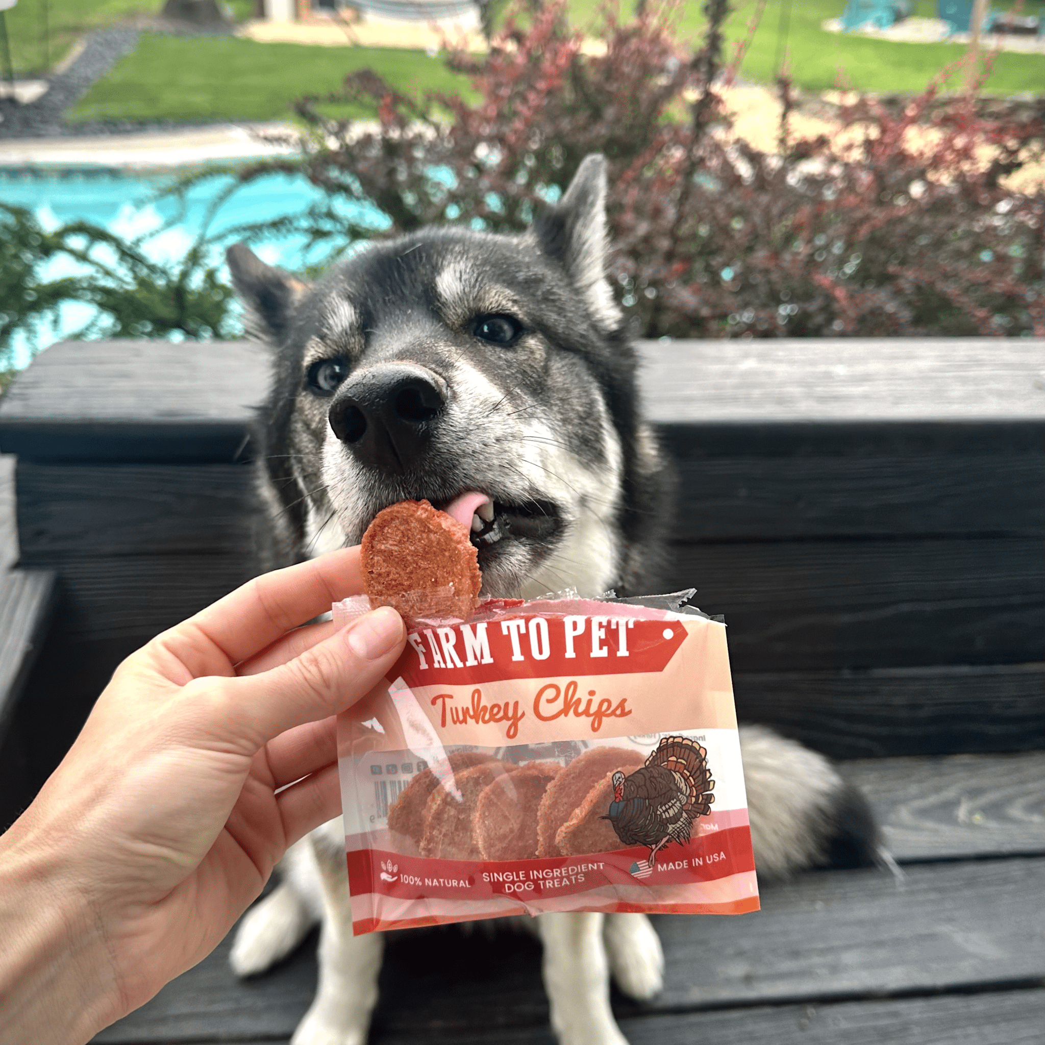 A black and white dog licking a Farm to Pet Turkey chip in someone's hand outside.