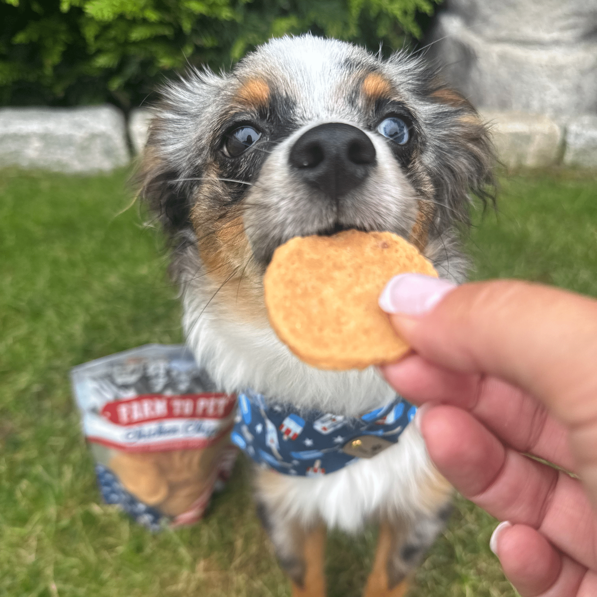 A Dog holding a Farm to Pet Chicken Chip in its mouth with a person's hand offering set against a grassy outdoor background.