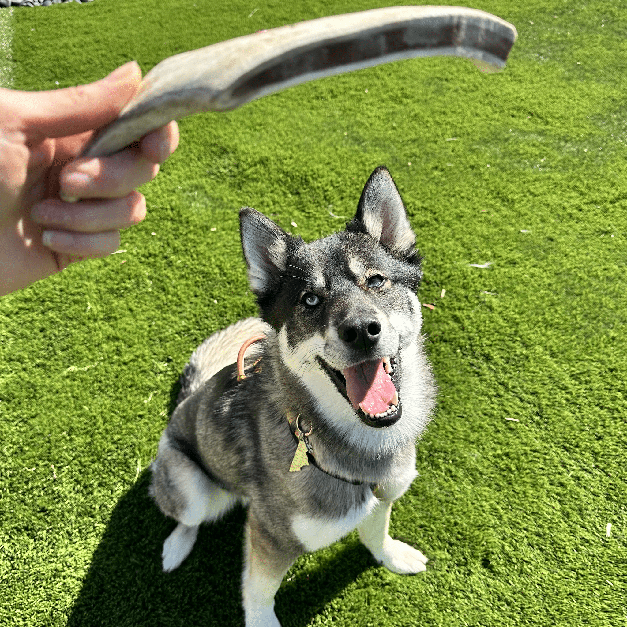 A dog sitting on grass with a large Farm to Pet reindeer antler held above its head.