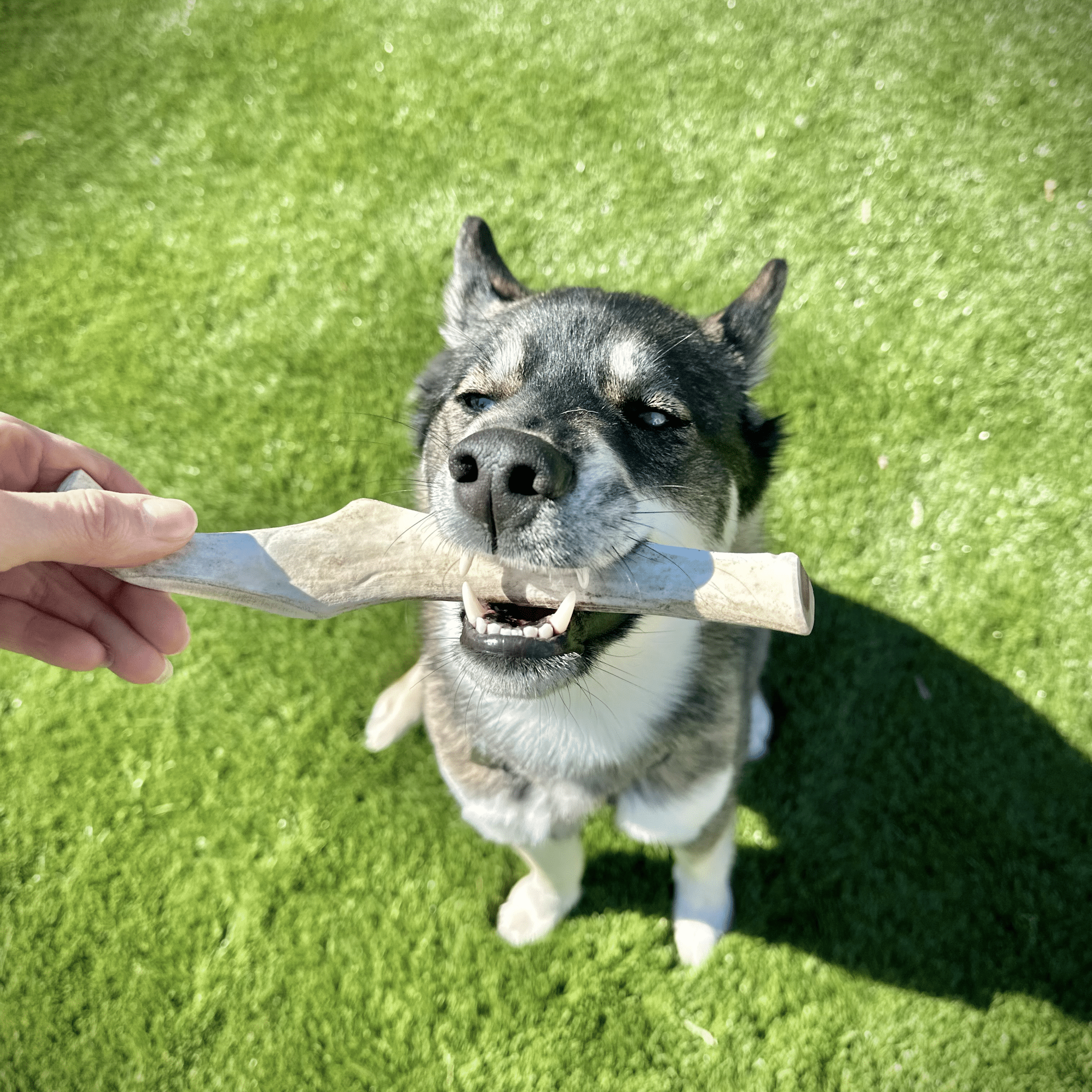 A dog holding a Farm to Pet reindeer antler chew in its mouth on a grassy field.