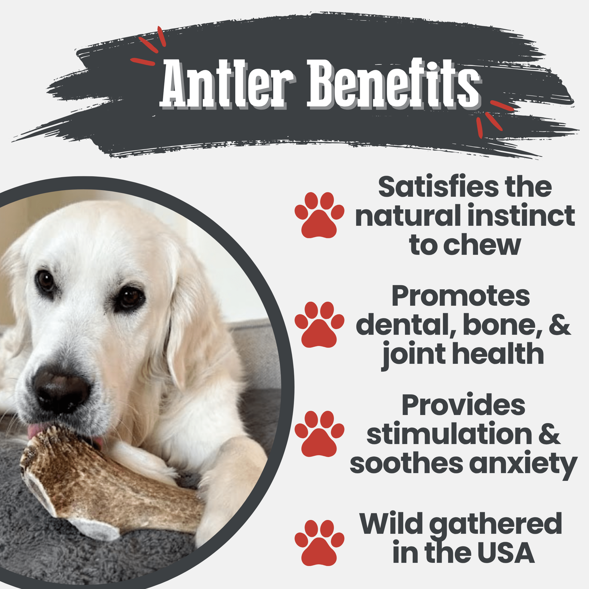 Dog chewing on a Farm to Pet Elk antler with text about antler benefits for dogs.
