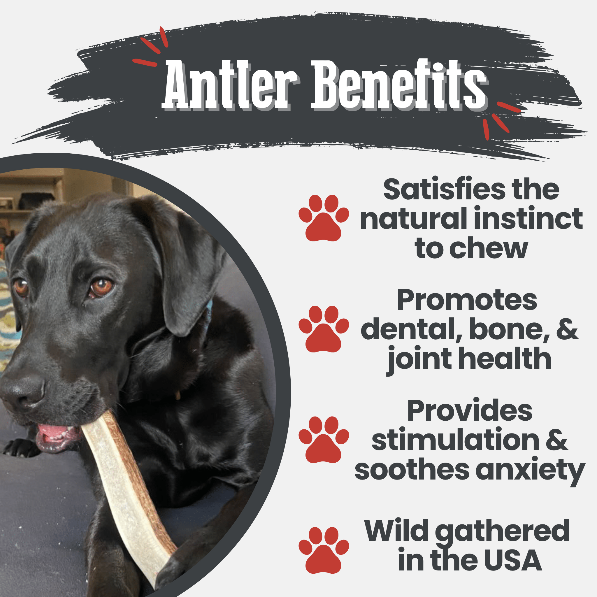 Dog chewing on a Farm to Pet Elk antler with text about antler benefits on a white background.