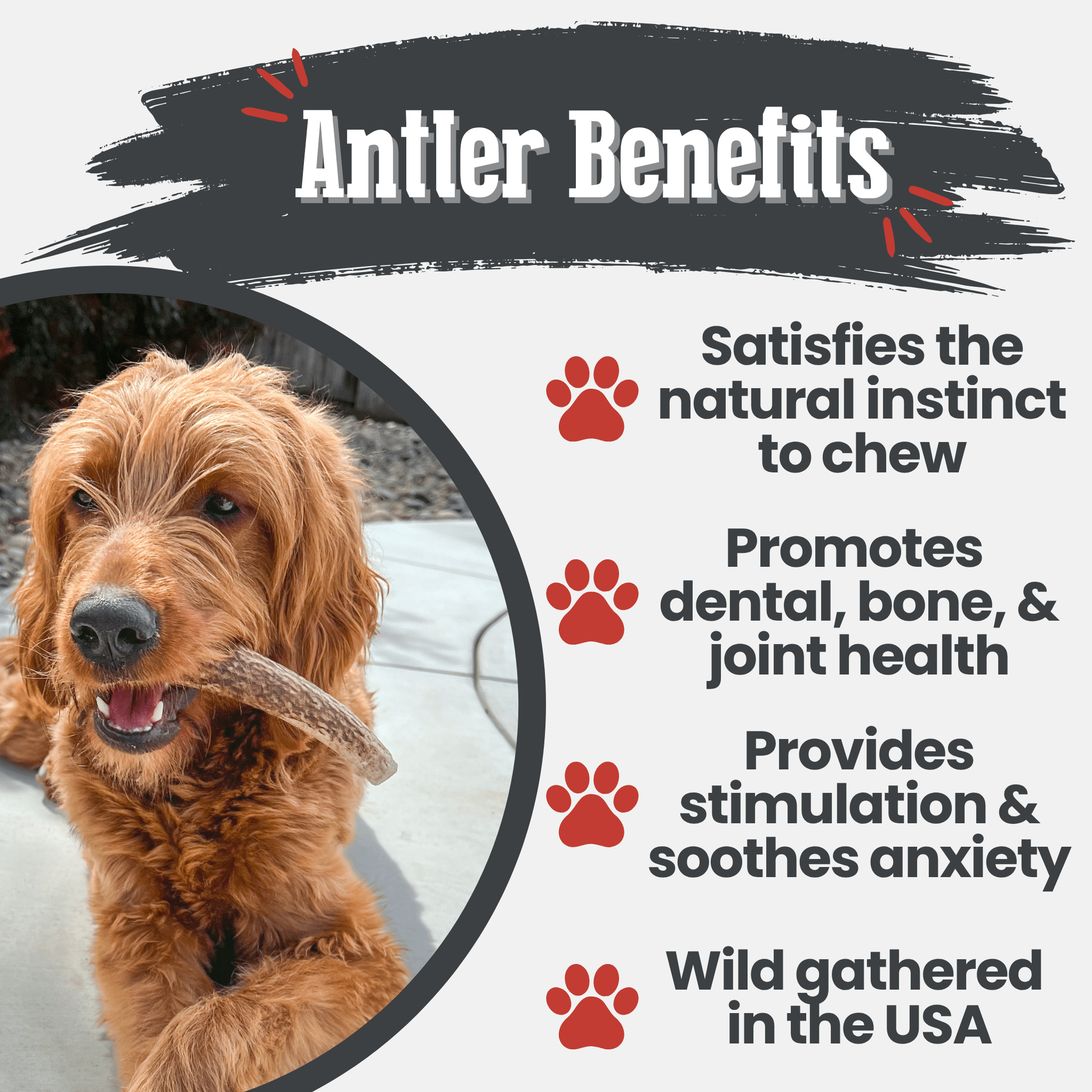 Dog chewing on a Farm to Pet Elk antler with text about antler benefits on a white background.