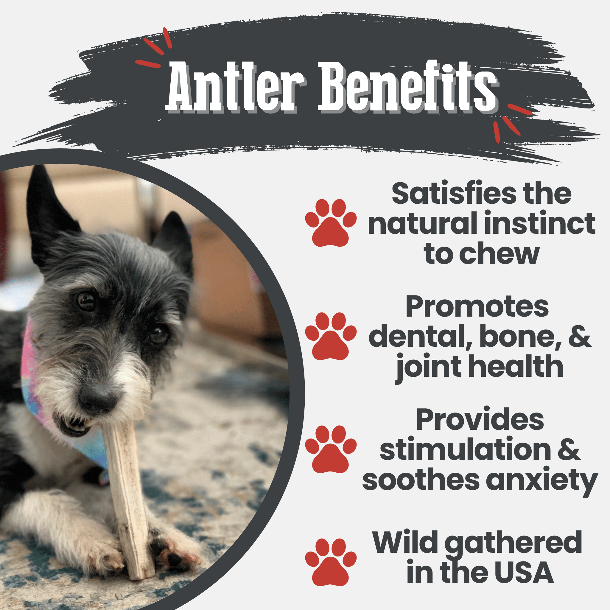 A dog chewing a Farm to Pet Elk antler with text about antler benefits for dogs.