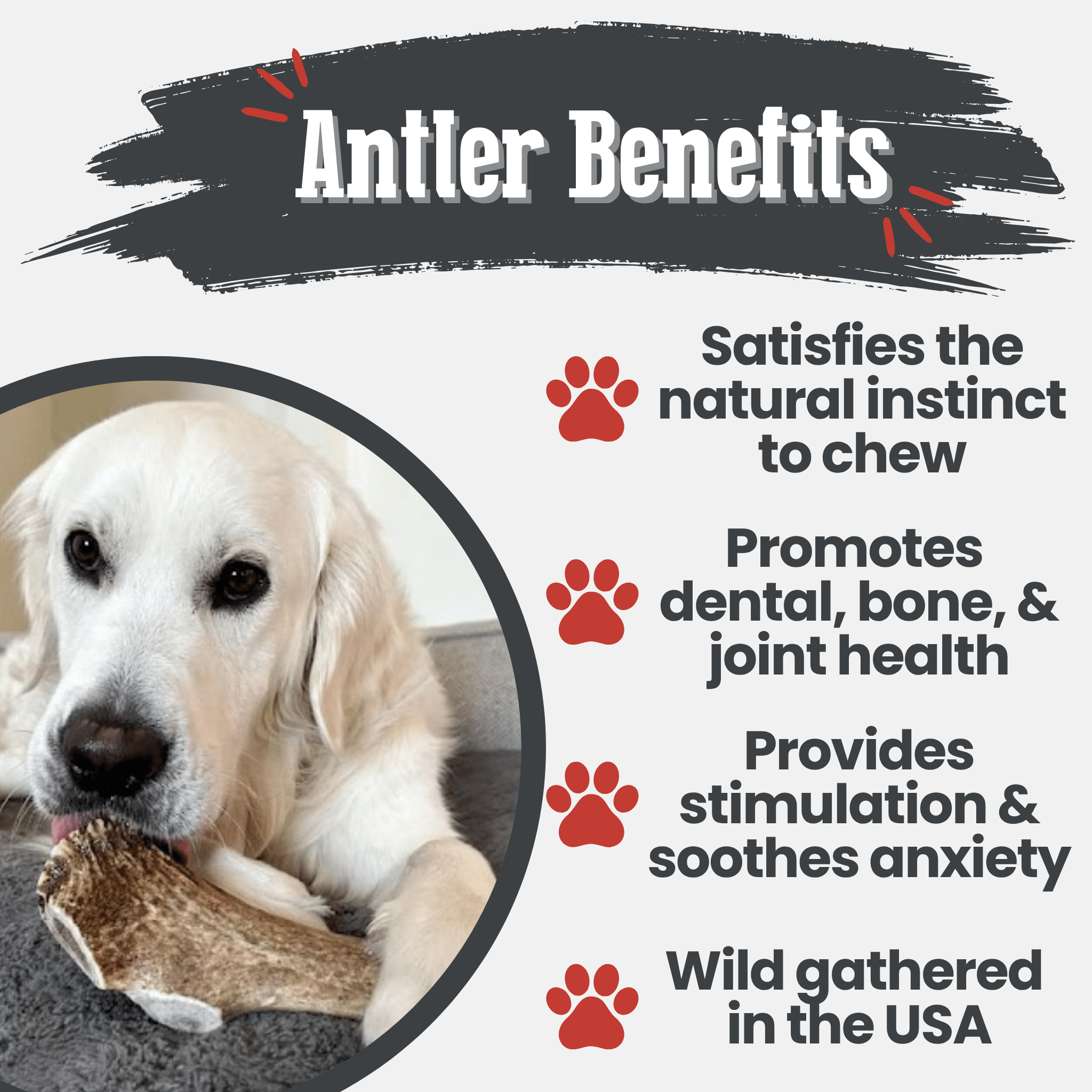 A white dog chewing on a Farm to Pet Elk antler with text about antler benefits for dogs.