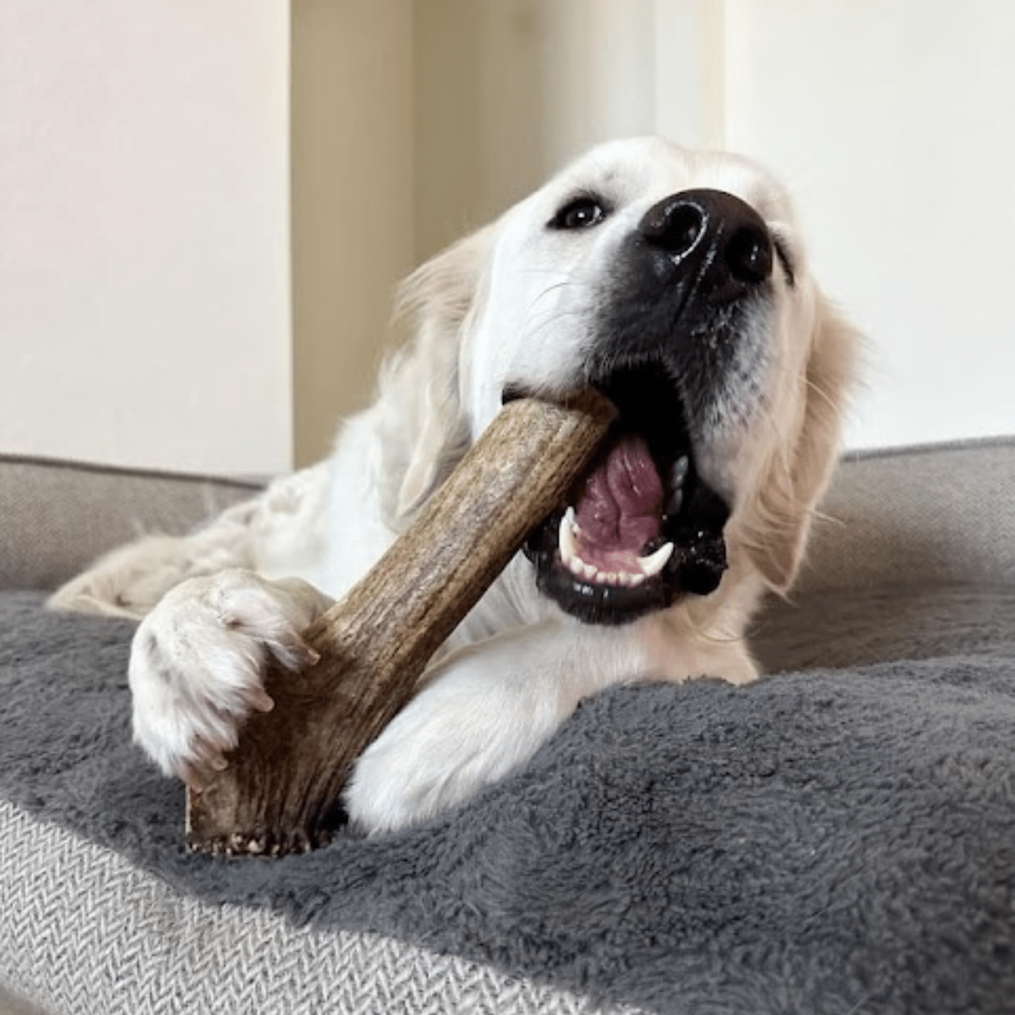 A white dog chewing on a Farm to Pet Elk antler on a couch.