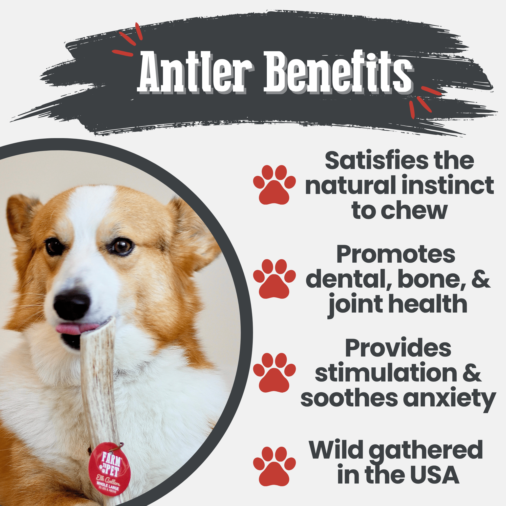Dog licking a Farm to Pet antler chew with a product label and text about antler benefits for dogs.
