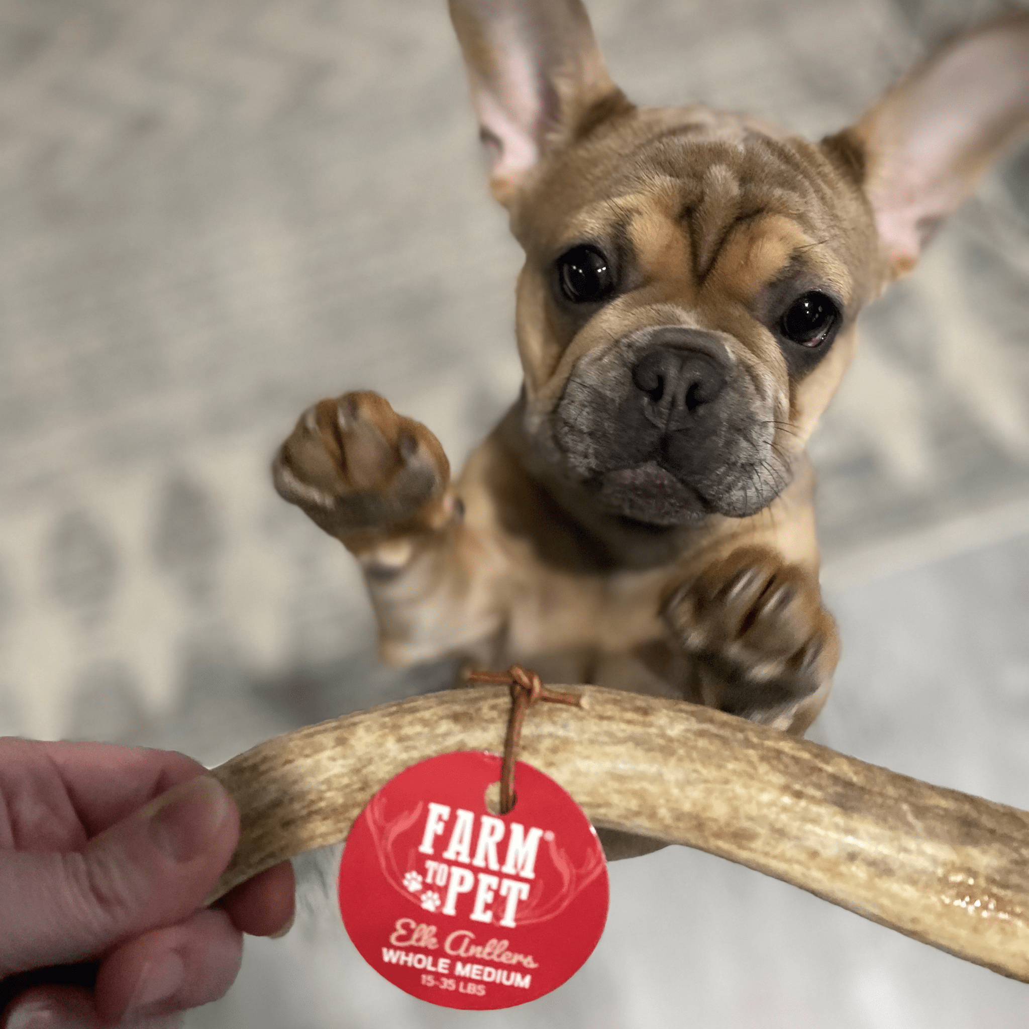 Puppy holding a Elk antler with a 'Farm Pet' red tag on a blurred background.