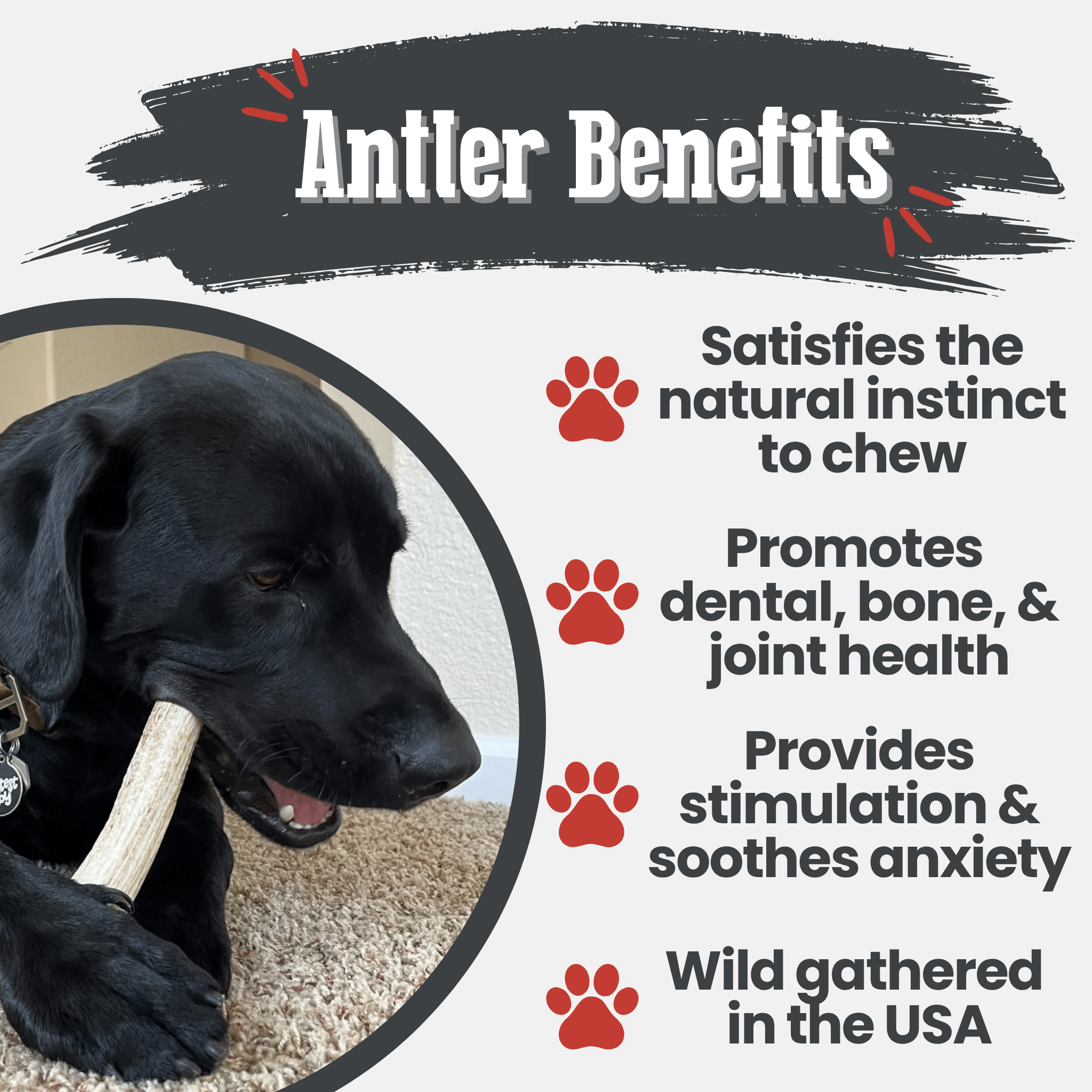Dog chewing on a Farm to Pet Elk Antler with text about antler benefits for dogs.