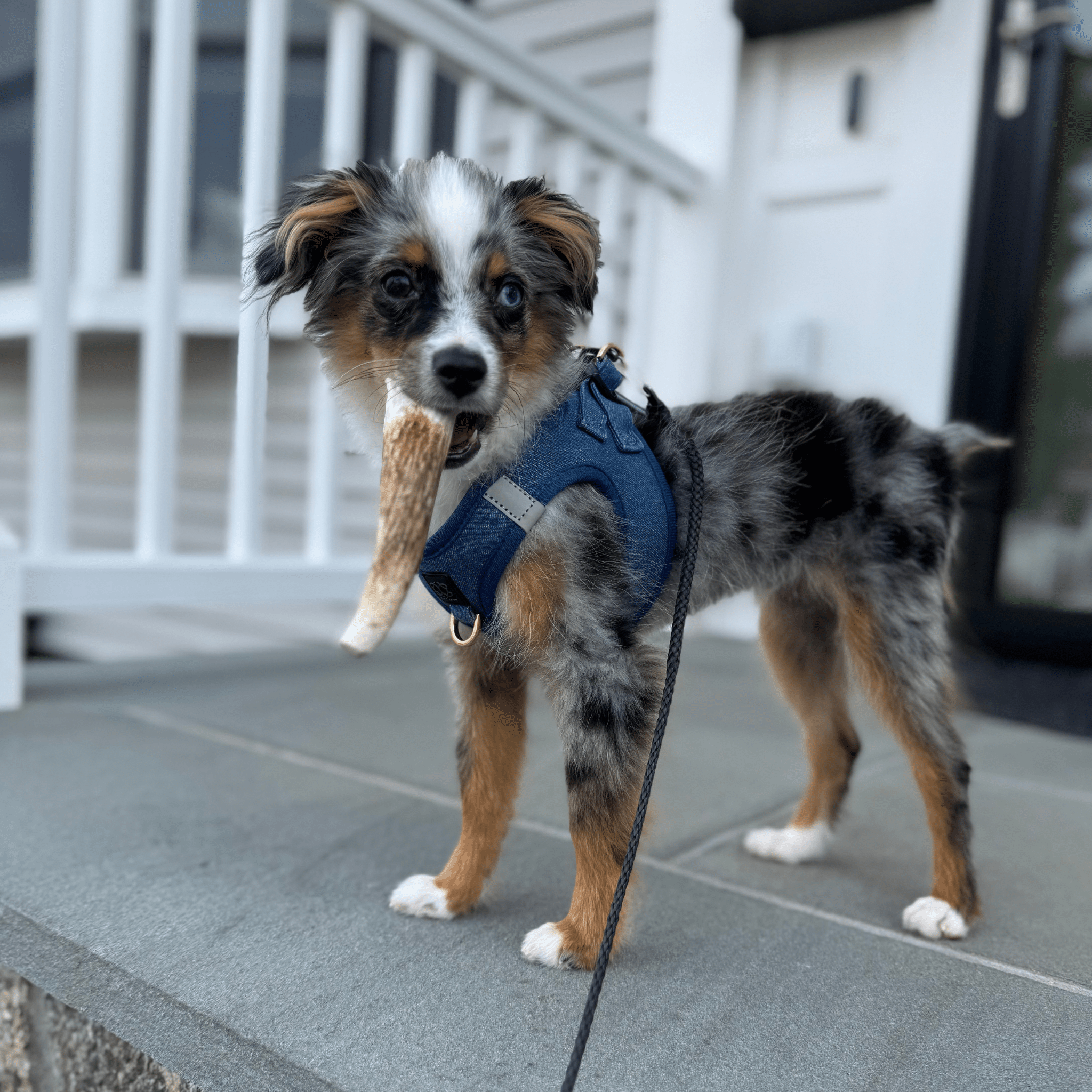 A dog wearing a blue harness holding a Farm to Pet Elk Antler in it's mouth on a leash outdoors.