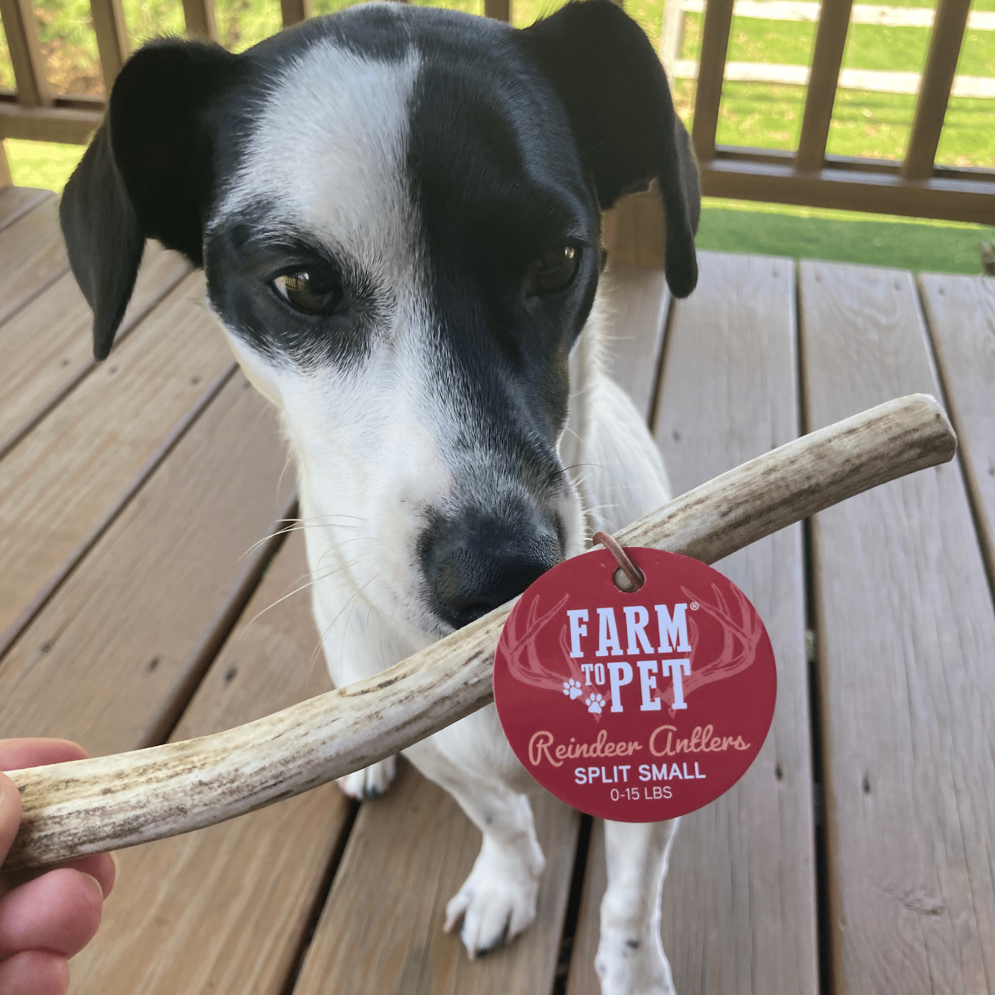 Dog holding a reindeer antler with a red 'Farm to Pet' tag on a wooden deck.
