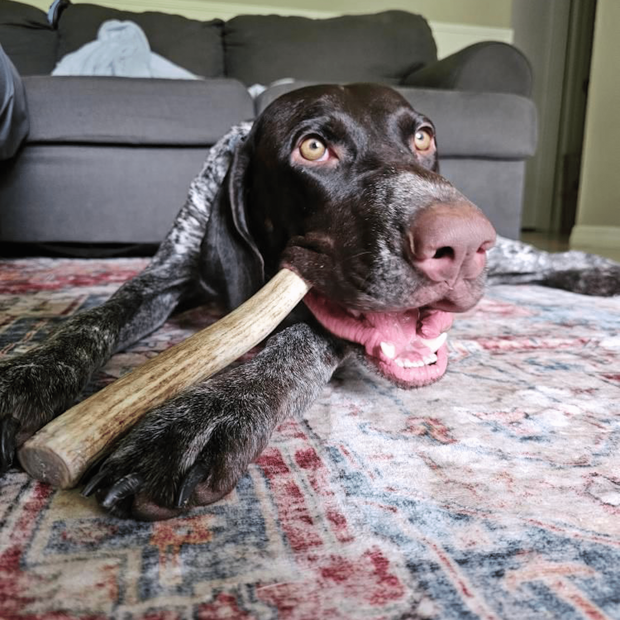A dog holding a Farm to Pet reindeer antler on a patterned rug with a gray couch in the background.