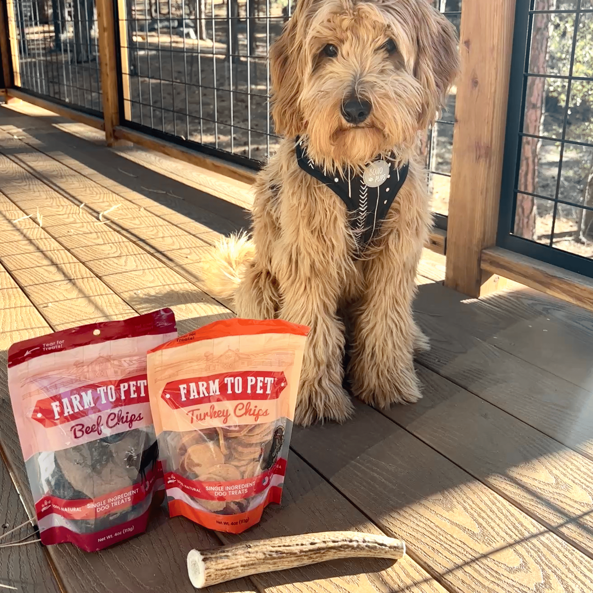 A dog sitting on a wooden deck with two packages of 'Farm to Pet' dog treats and a reindeer antler.