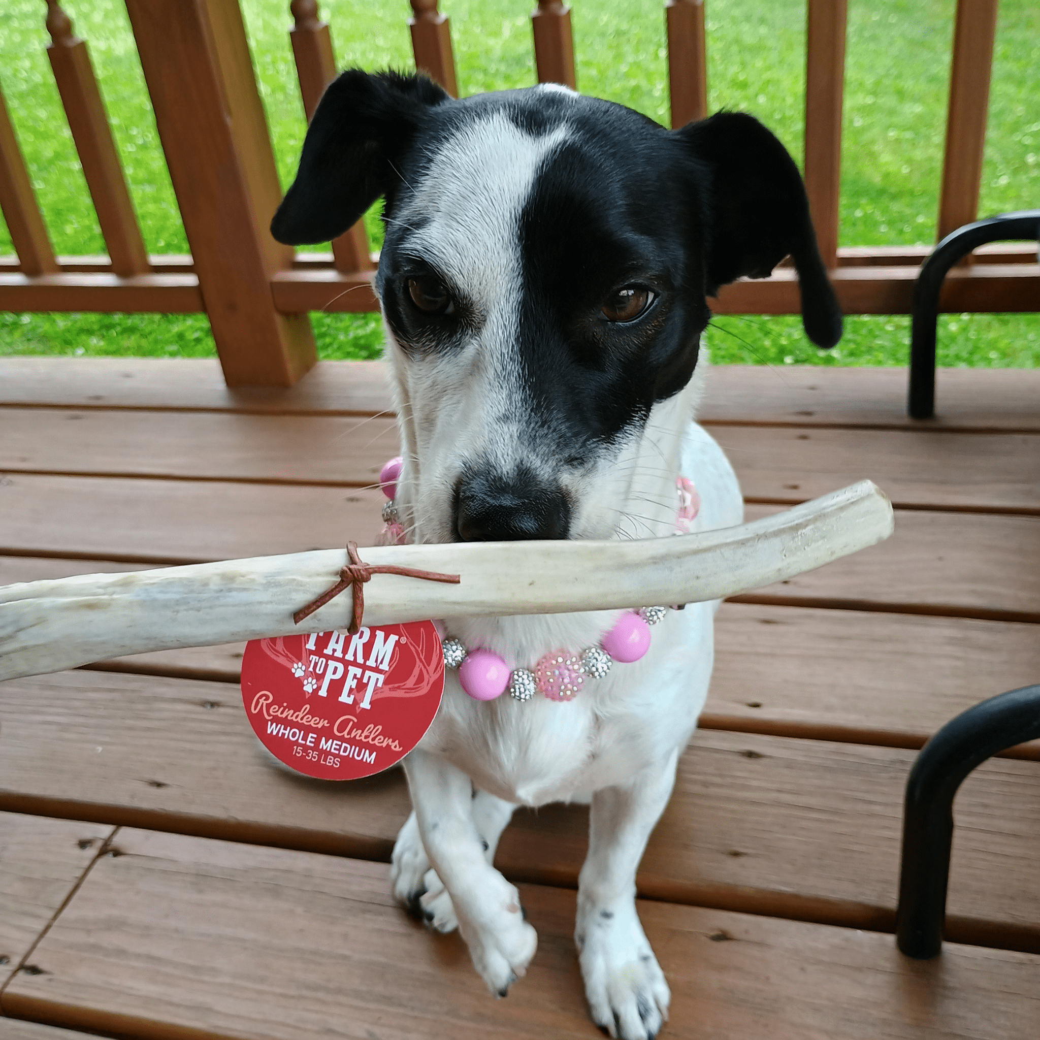 A black and white dog holding a Farm to pet reindeer antler on a wooden deck with a grassy area in the background.