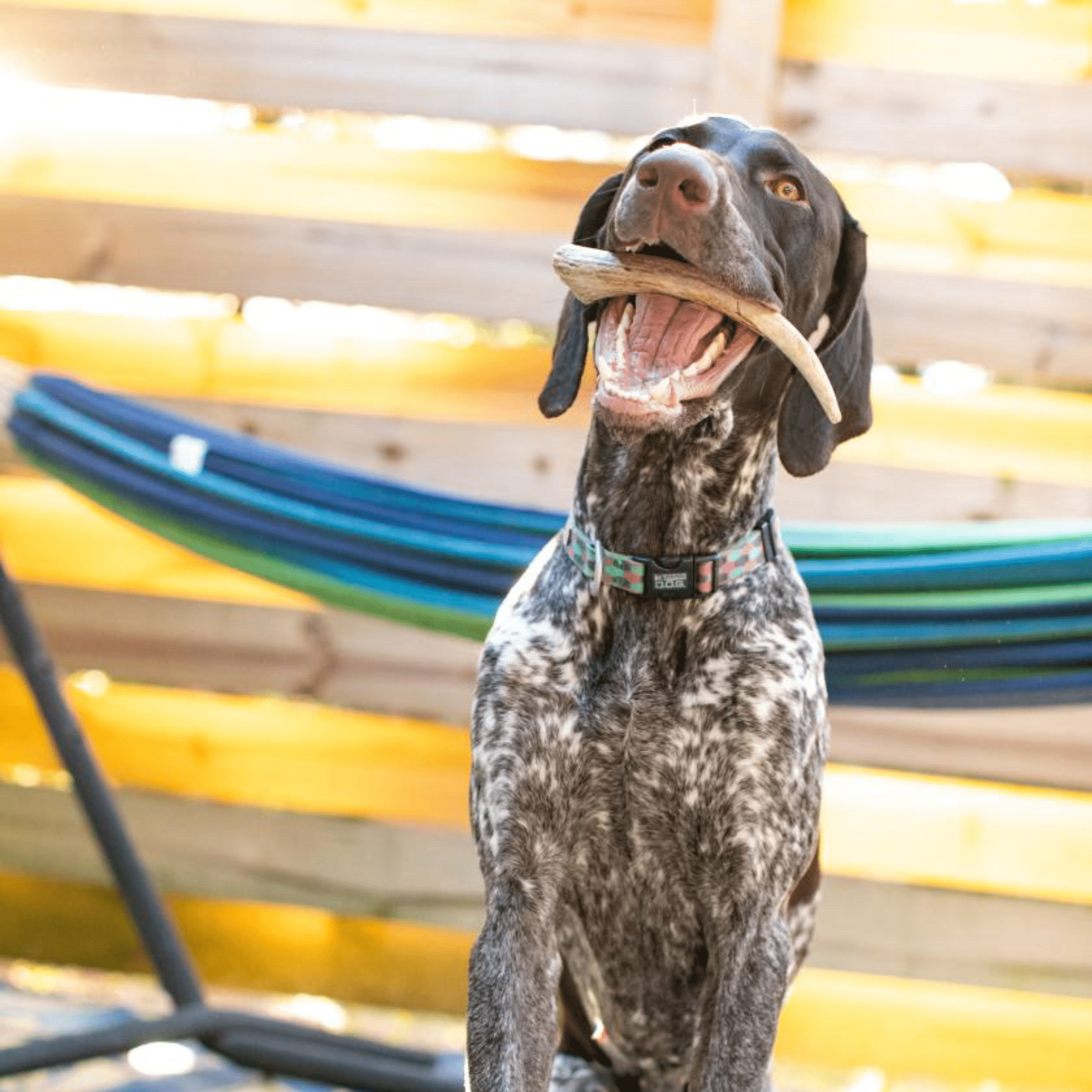 A dog with a Farm to Pet reindeer antler in its mouth sitting outdoors with colorful blue hammock in the background.