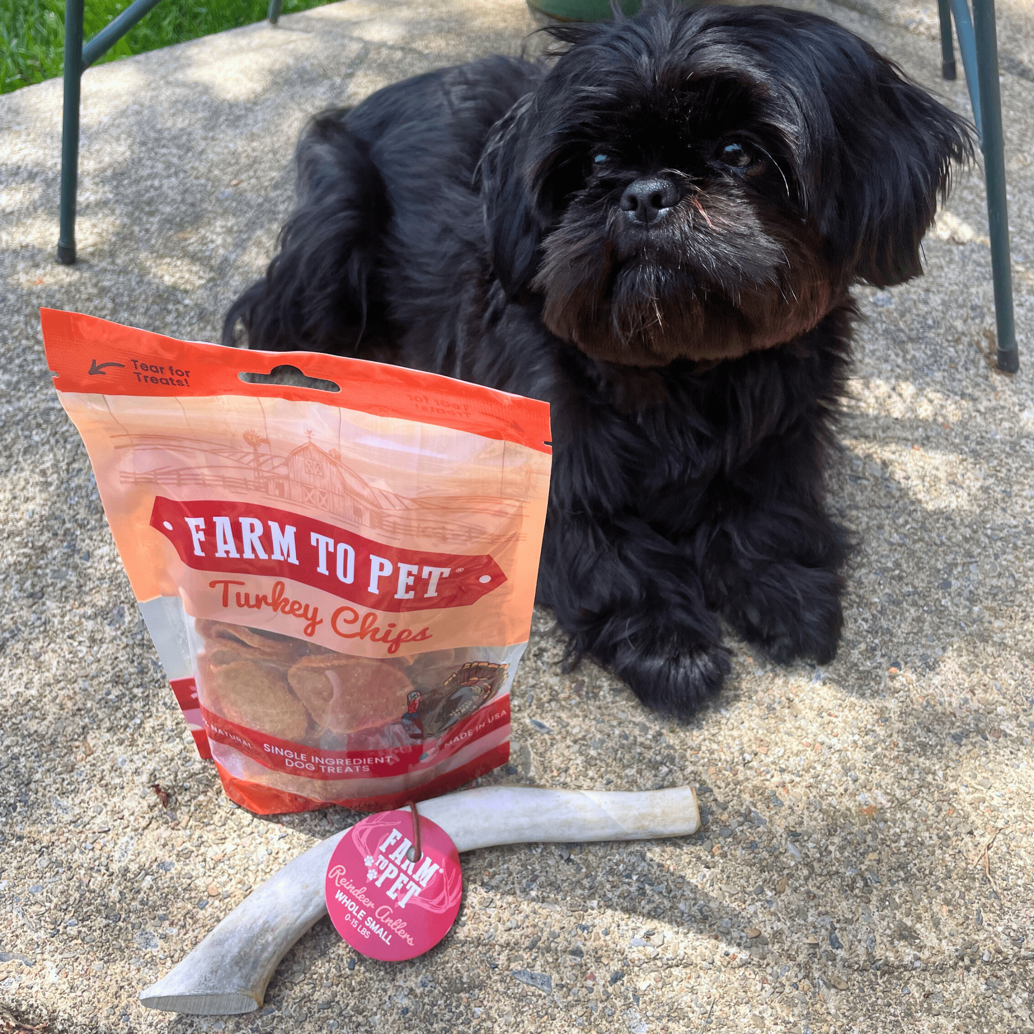 Black dog sitting next to a 'Farm to Pet' turkey chips bag and a reindeer antler chew on a concrete surface.