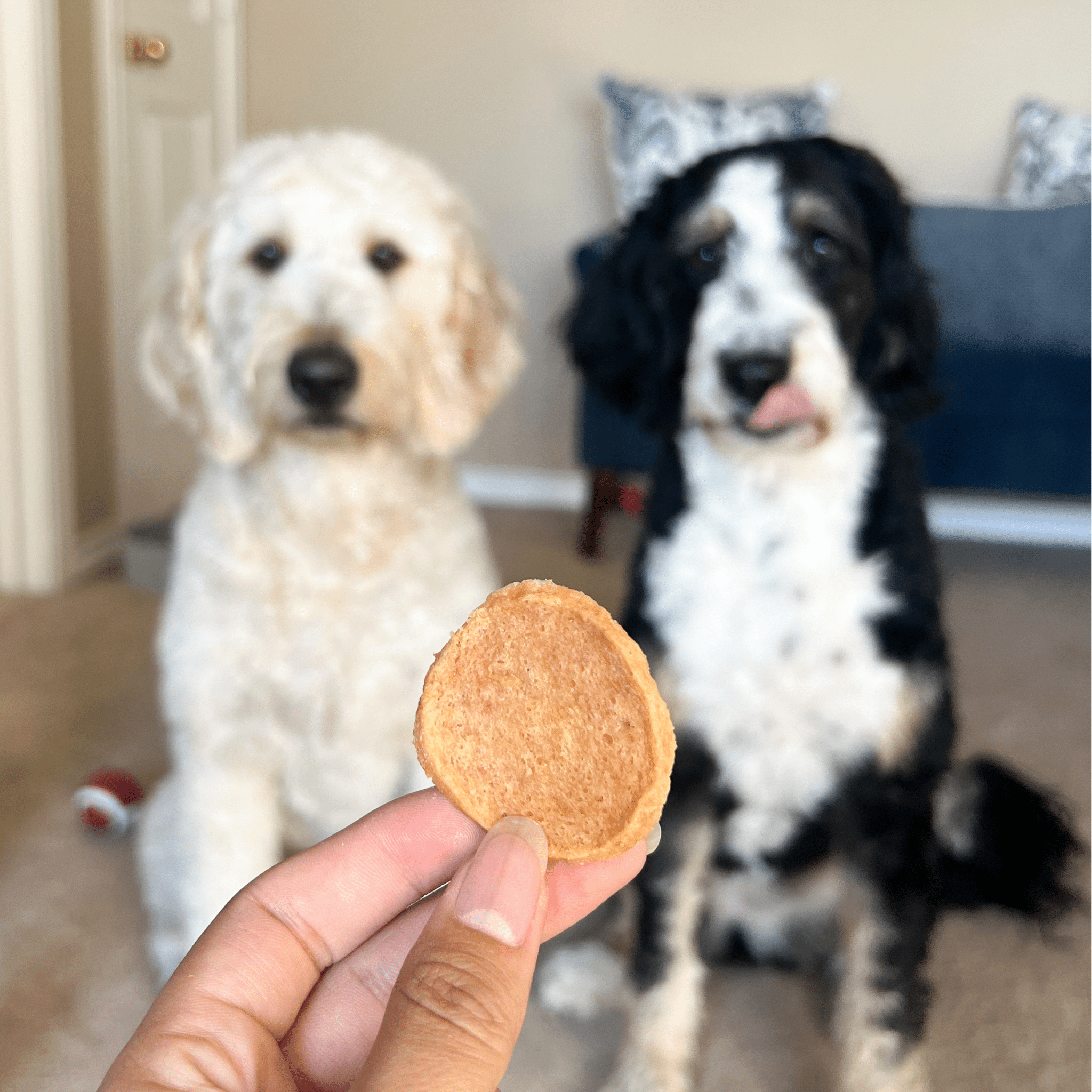 A person holding a Farm to Pet Chicken Chip dog treat in front of two dogs sitting inside.