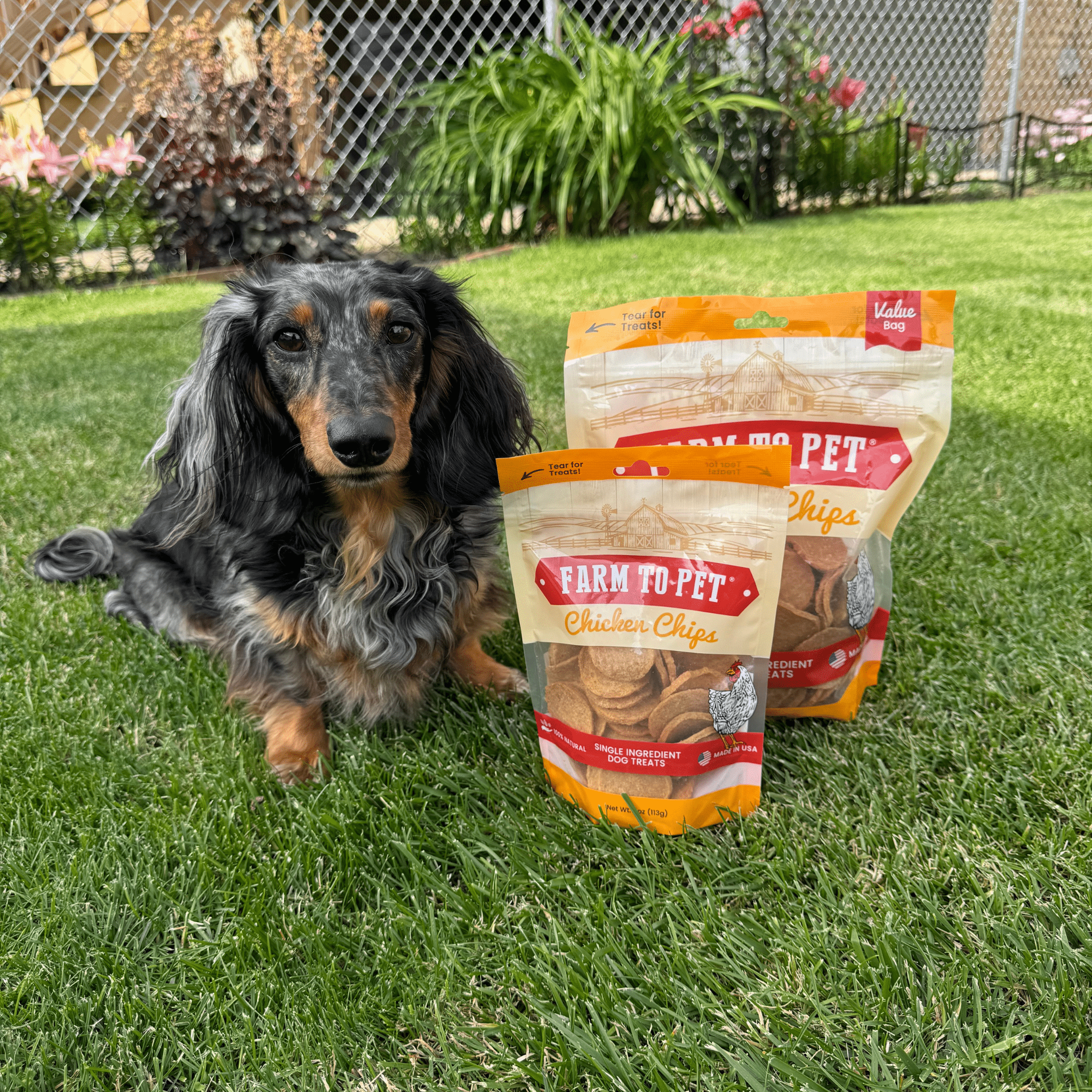 A black and brown dog sitting on grass with 2 Farm to Pet chicken chips packages beside the dog.
