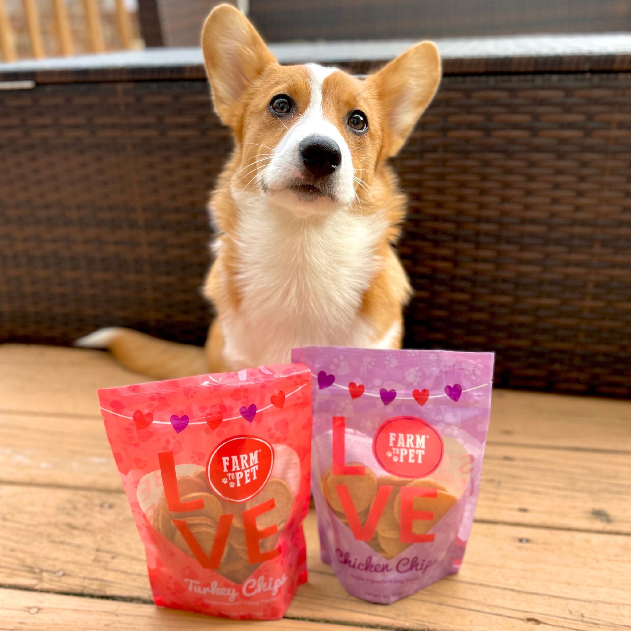 A Corgi dog sitting on a deck outside with Farm to Pet Puppy Love bags.
