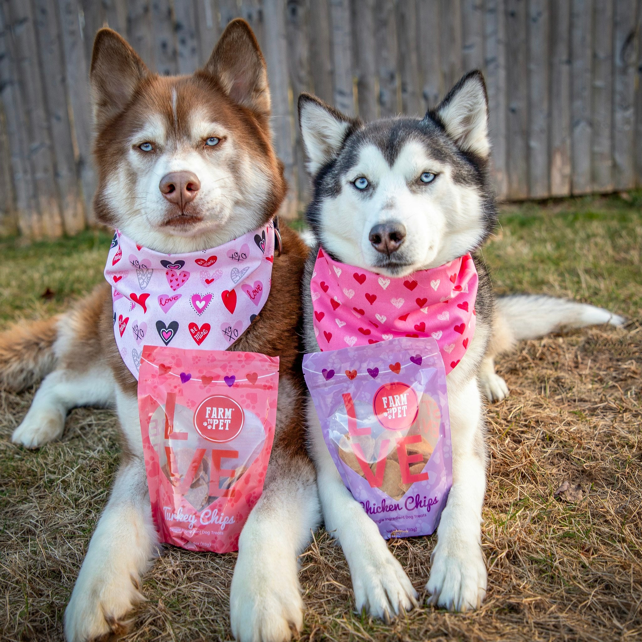 Two German Shepherds with Valentine bandanas laying on the grass with Farm to Pet Puppy Love treat bags with Love on the front.