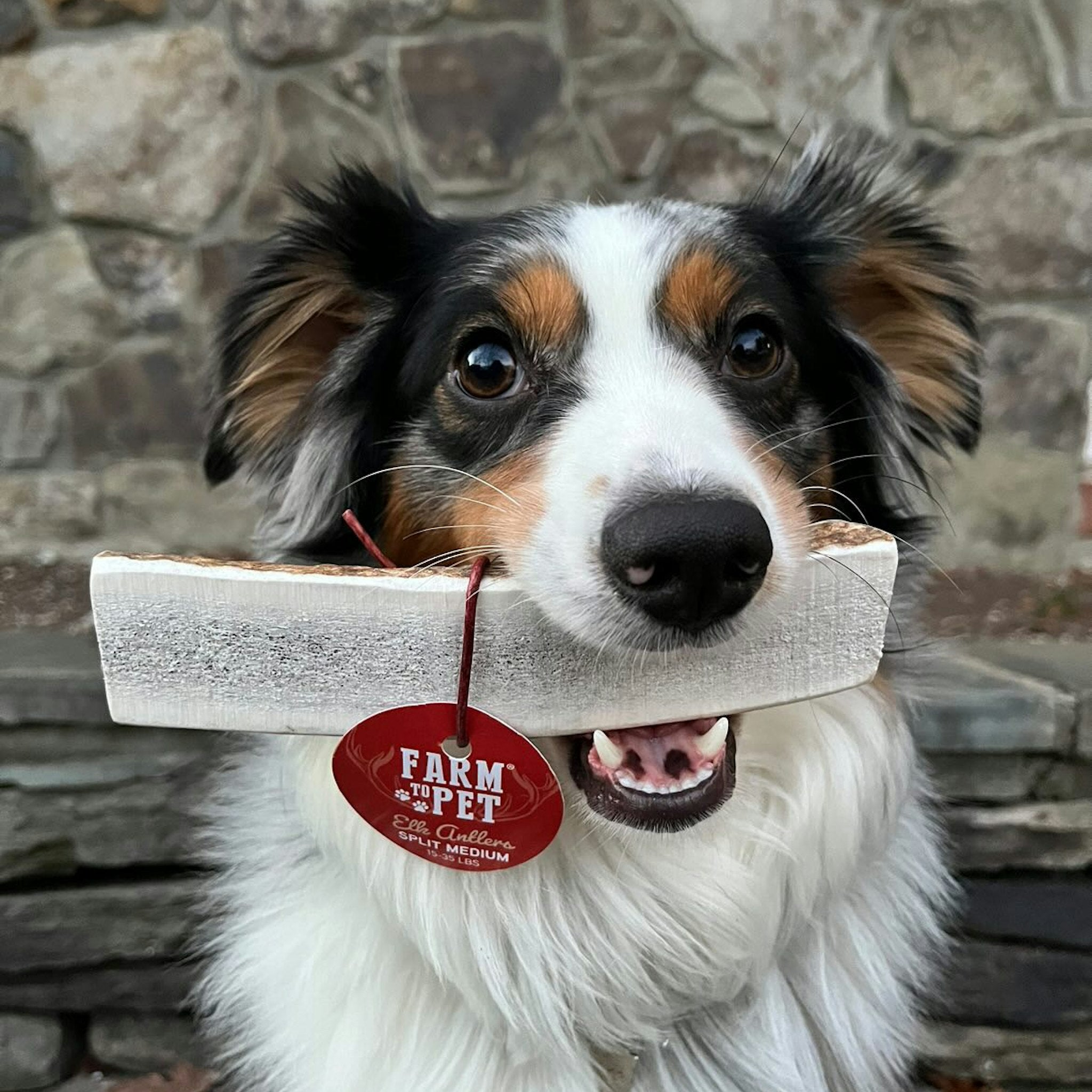 Photo of a White and Black Dog Biting a Farm to Pet Medium Split Elk Antlers for Dogs Outside.