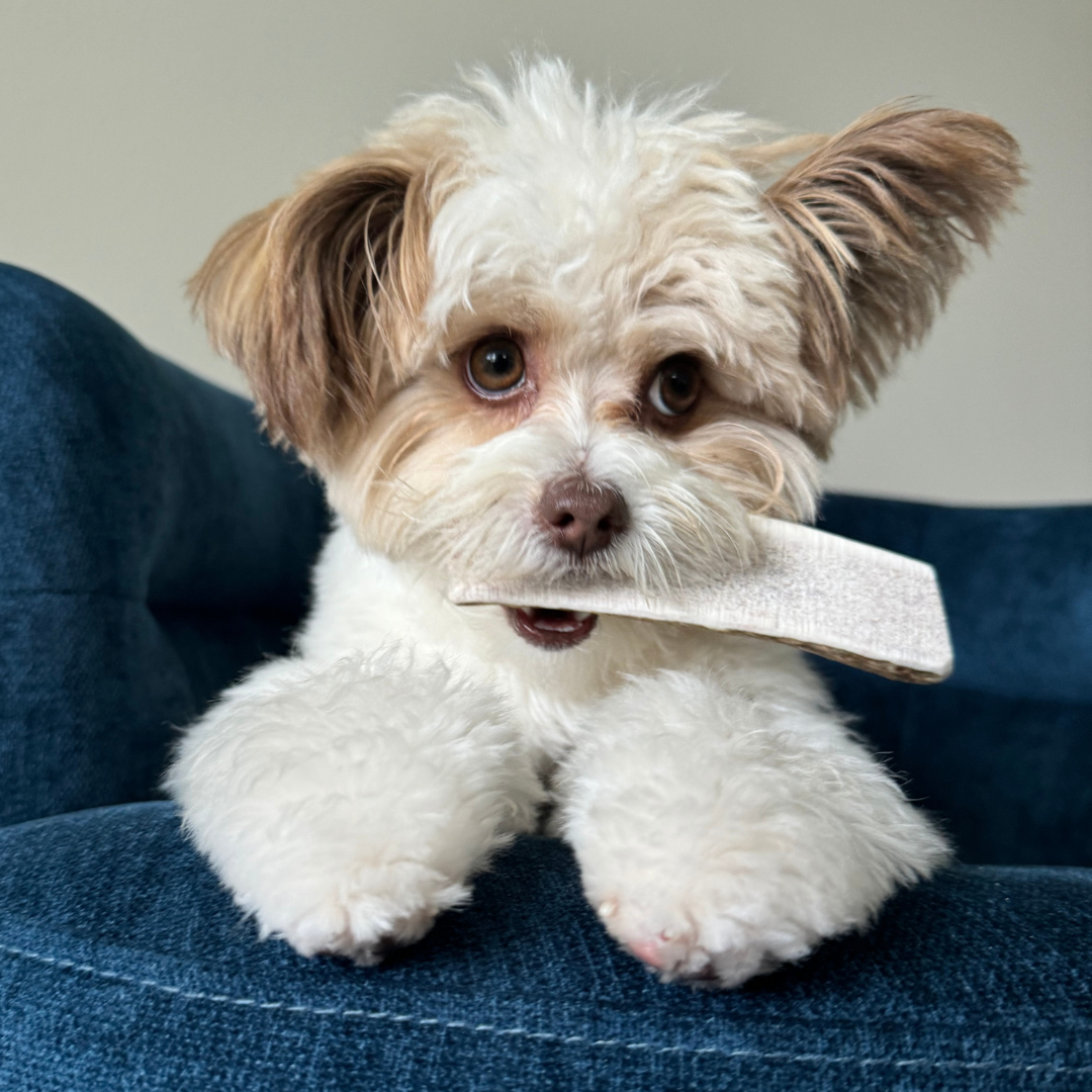 White Dog with Brown Ears Biting a Farm to Pet Split Elk Antler on the Blue Couch.