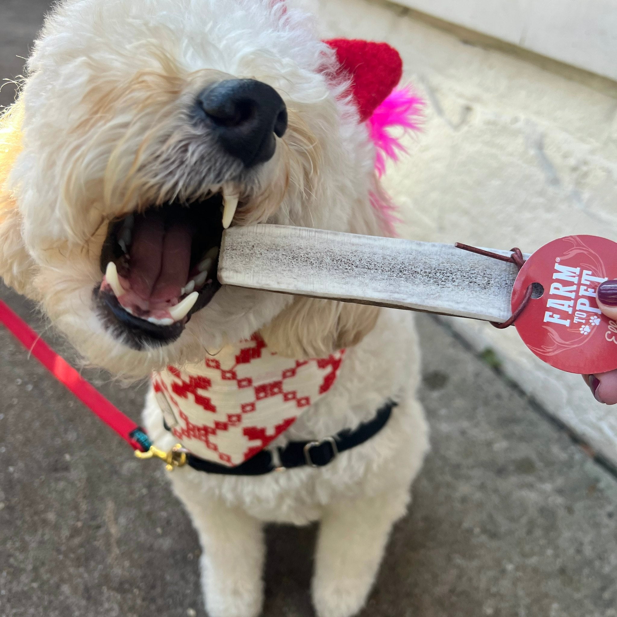 Cute White Dog with a Bandana and Leash Opening Her Mouth to Chew the Farm to Pet Medium Split Elk. Antler.
