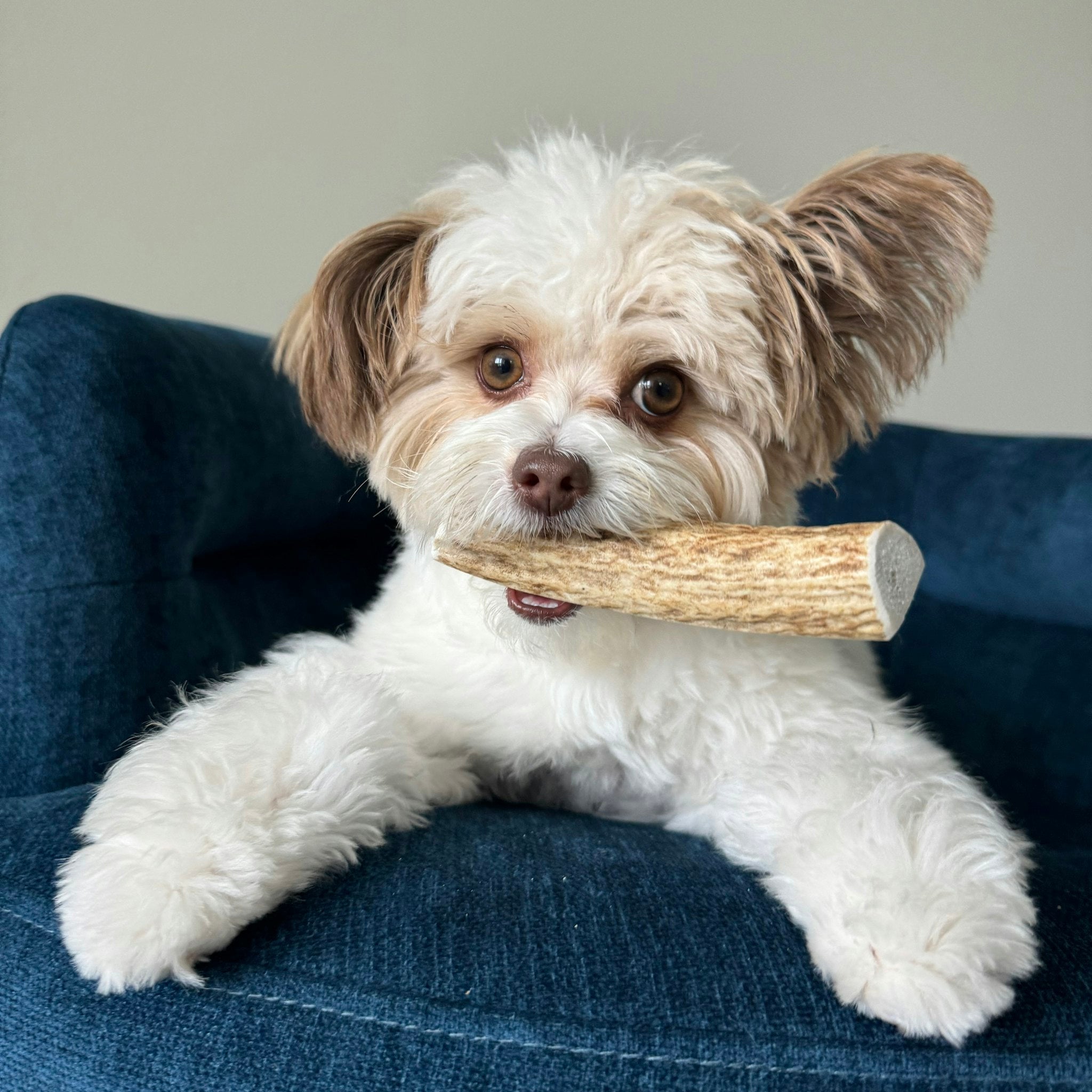 Cute White Dog Biting the Farm to Pet Small Split Elk Antlers in the Blue Couch.