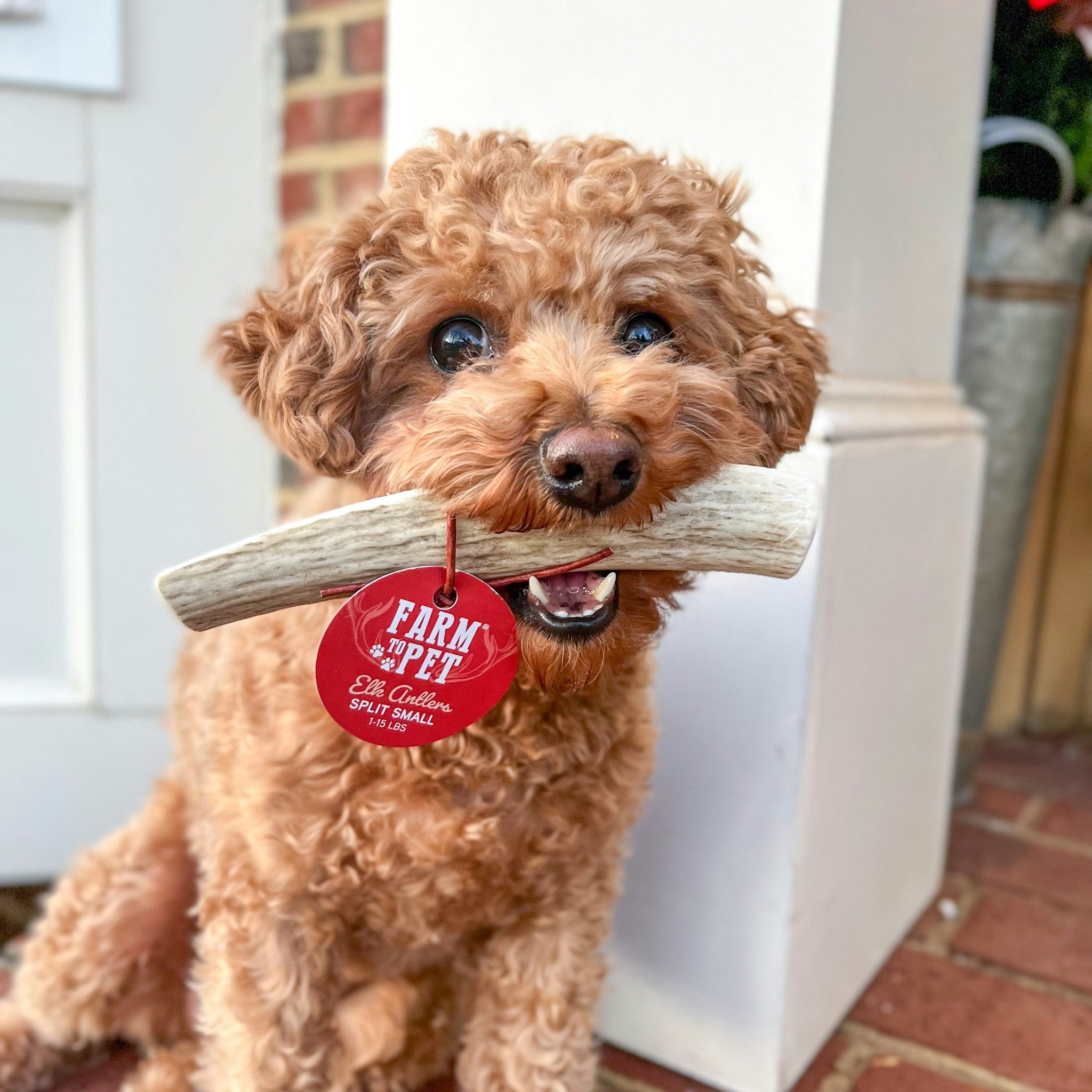Cute Doodle Biting a Farm to Pet Small Split Elk Antlers for Dogs While Sitting outside.